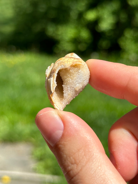 Crystallized shell | India