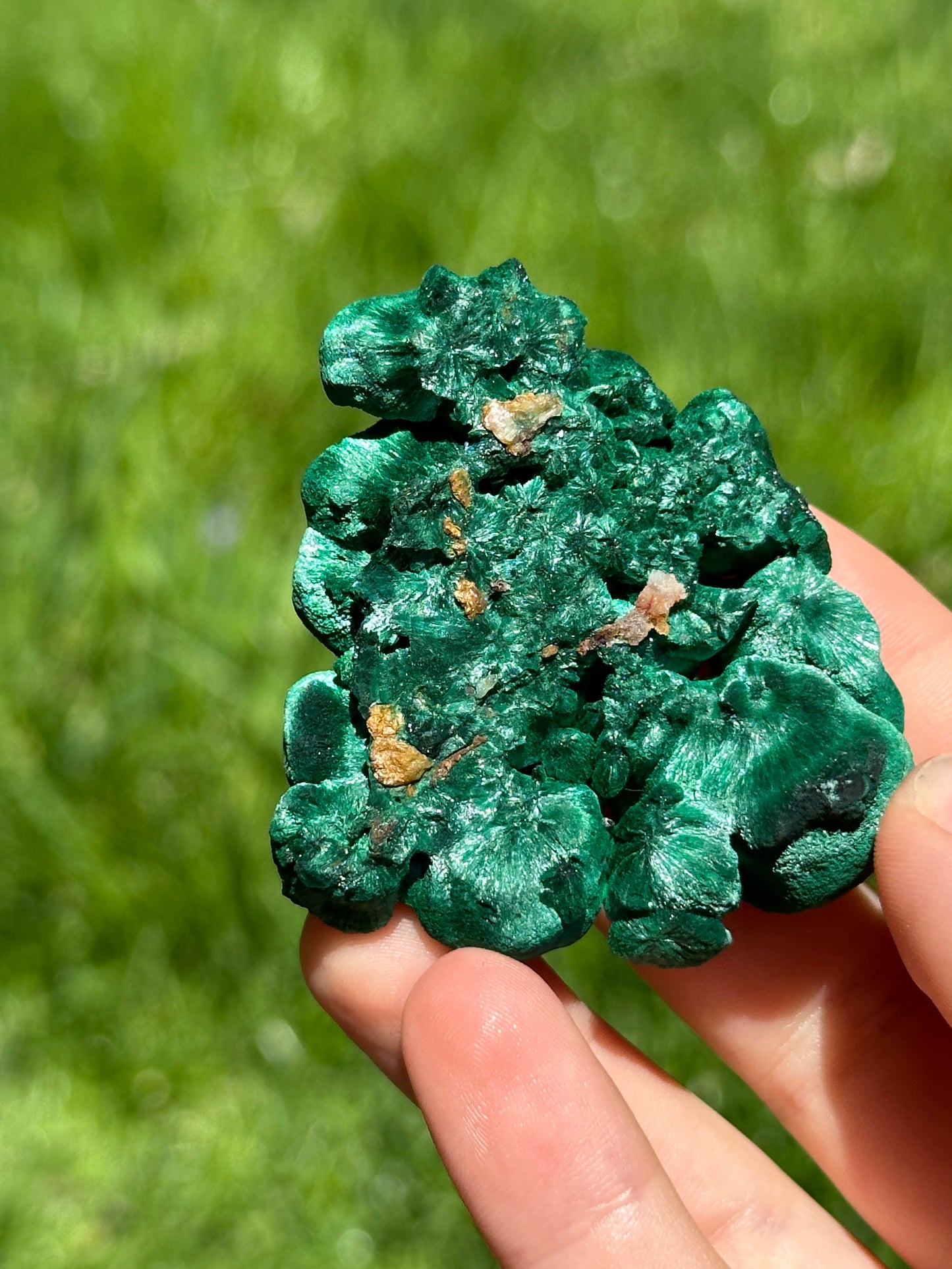 Velvet malachite