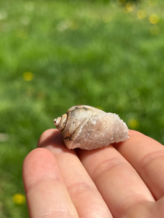 Crystallized shell | India