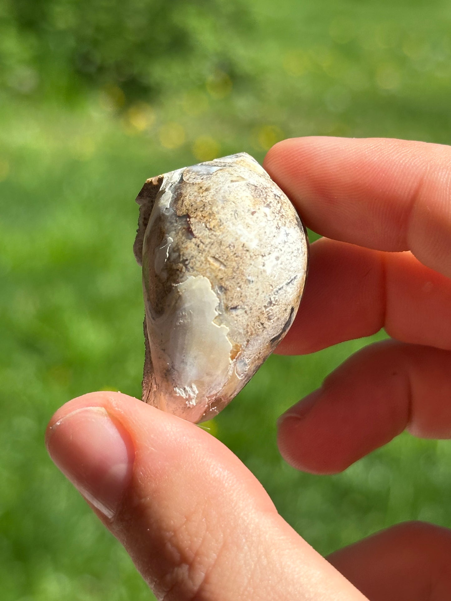 Crystallized shell | India