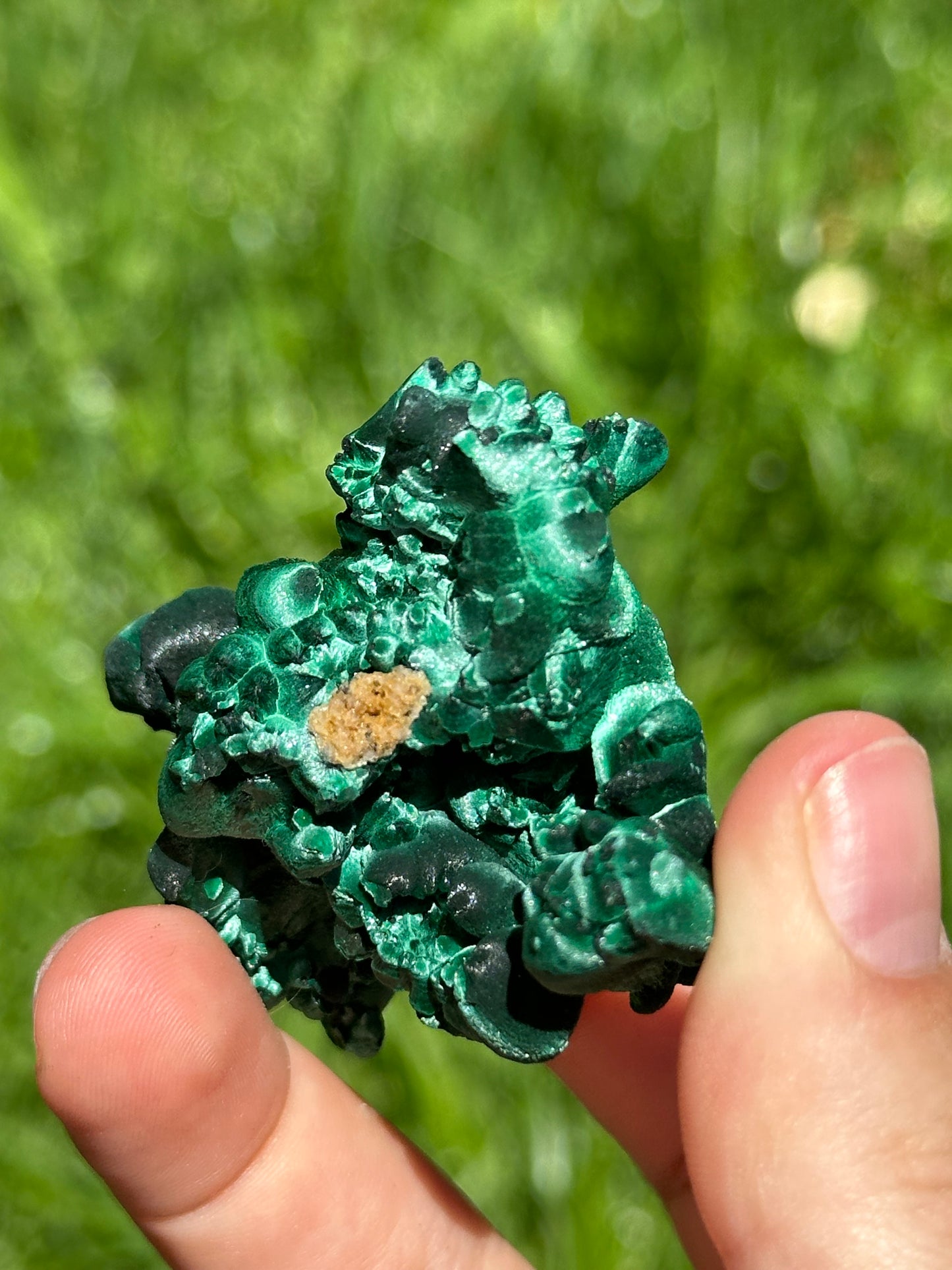 Velvet malachite