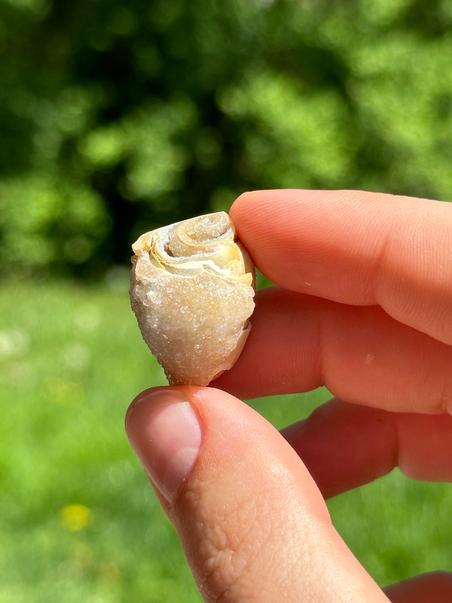 Crystallized shell | India