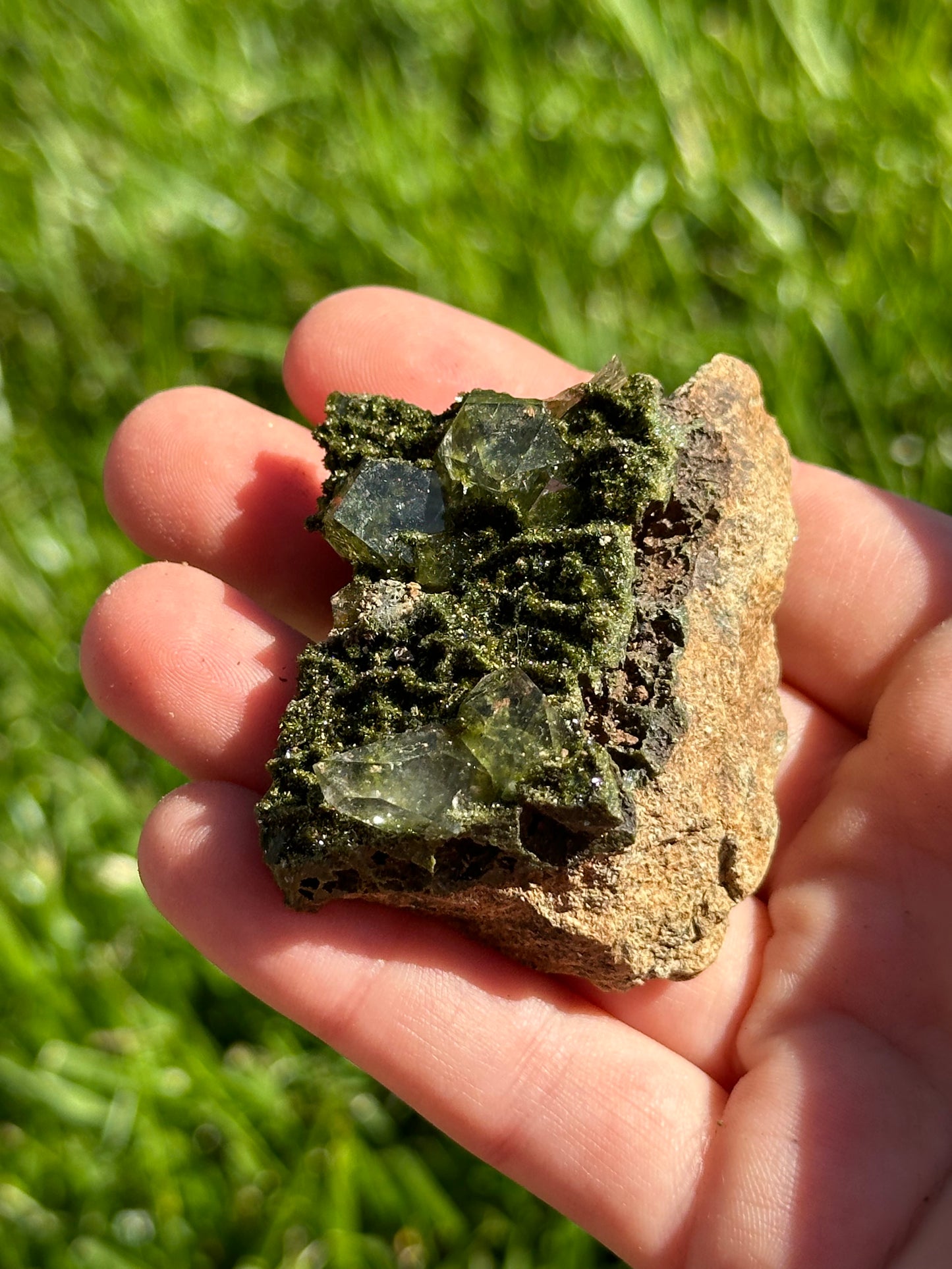 Forest epidote