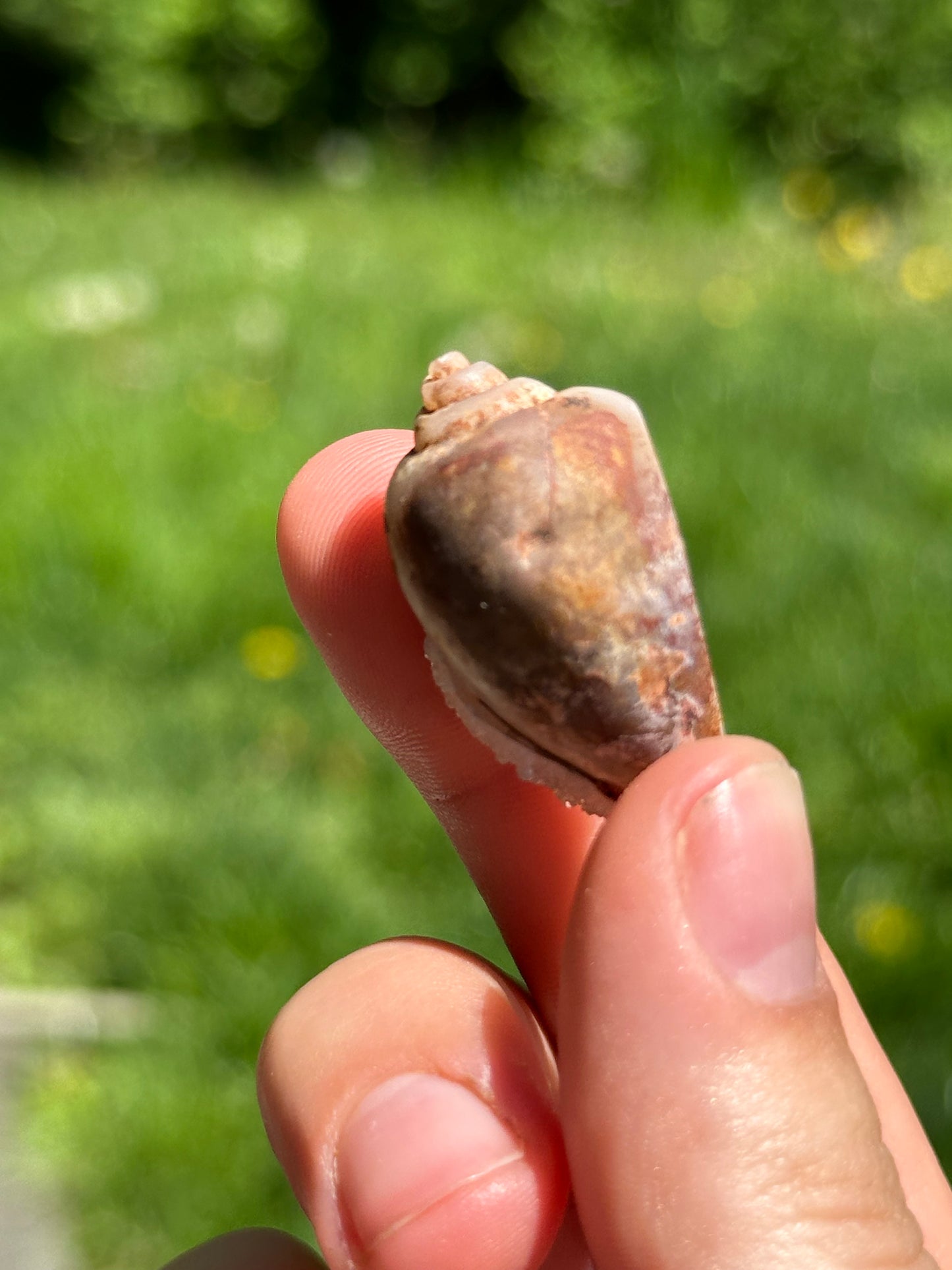 Crystallized shell | India