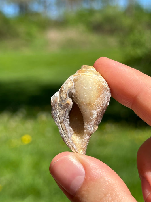 Crystallized shell | India