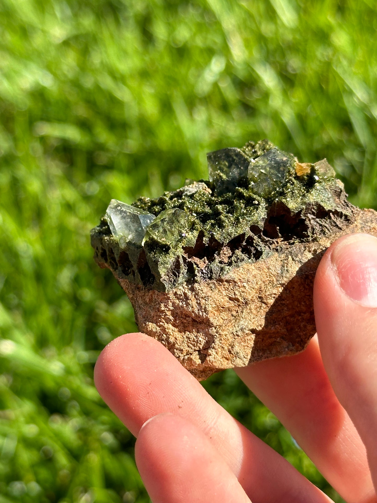 Forest epidote