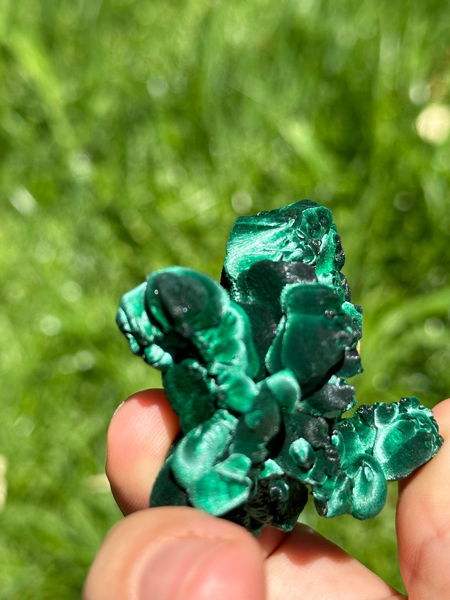 Velvet malachite