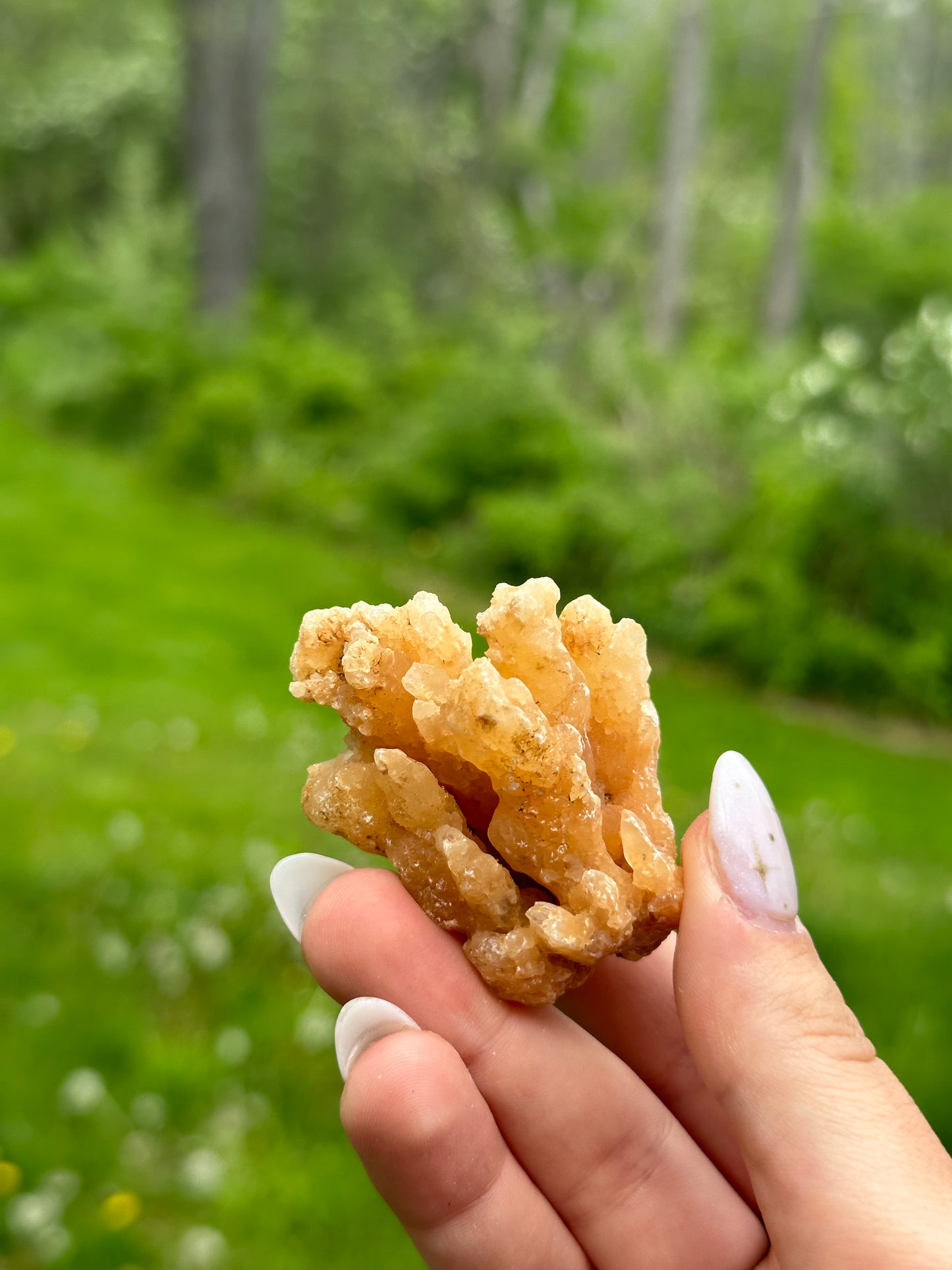 Coral Calcite