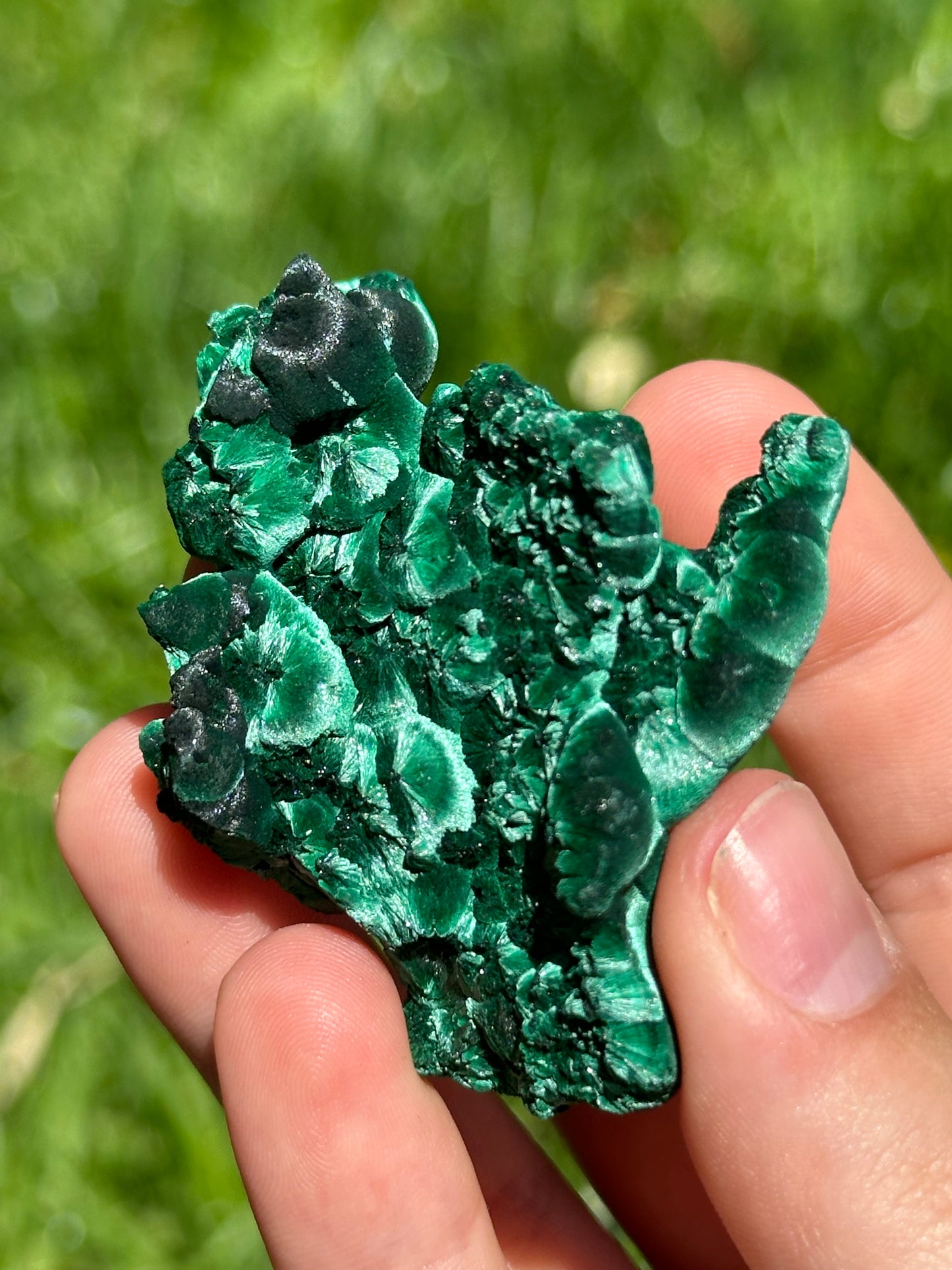 Velvet malachite