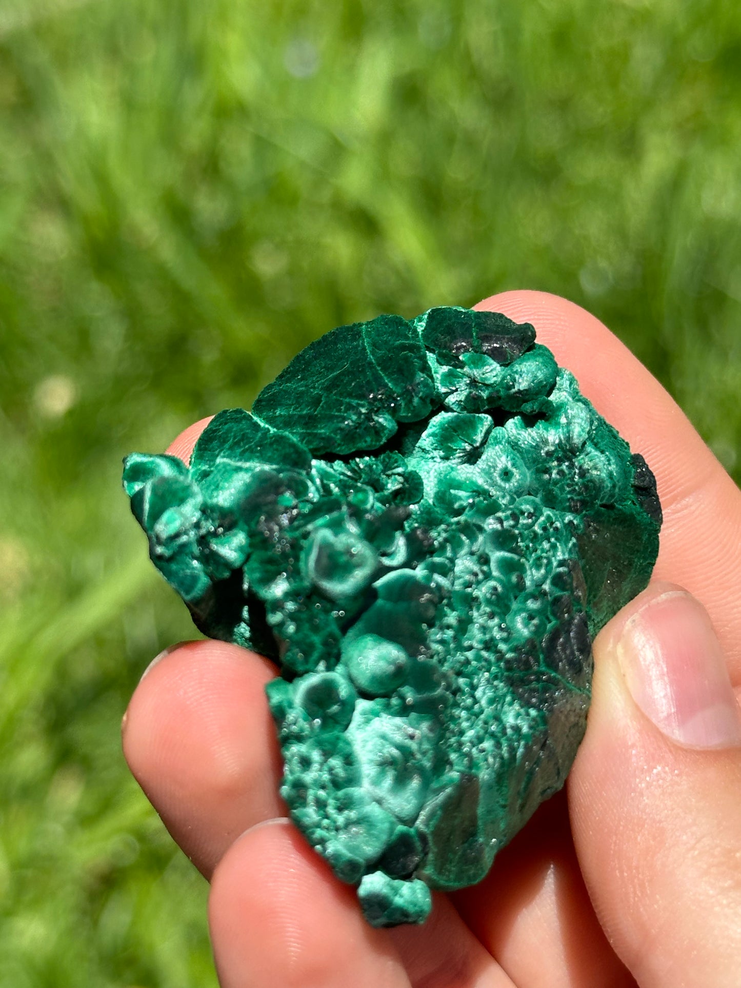 Velvet malachite