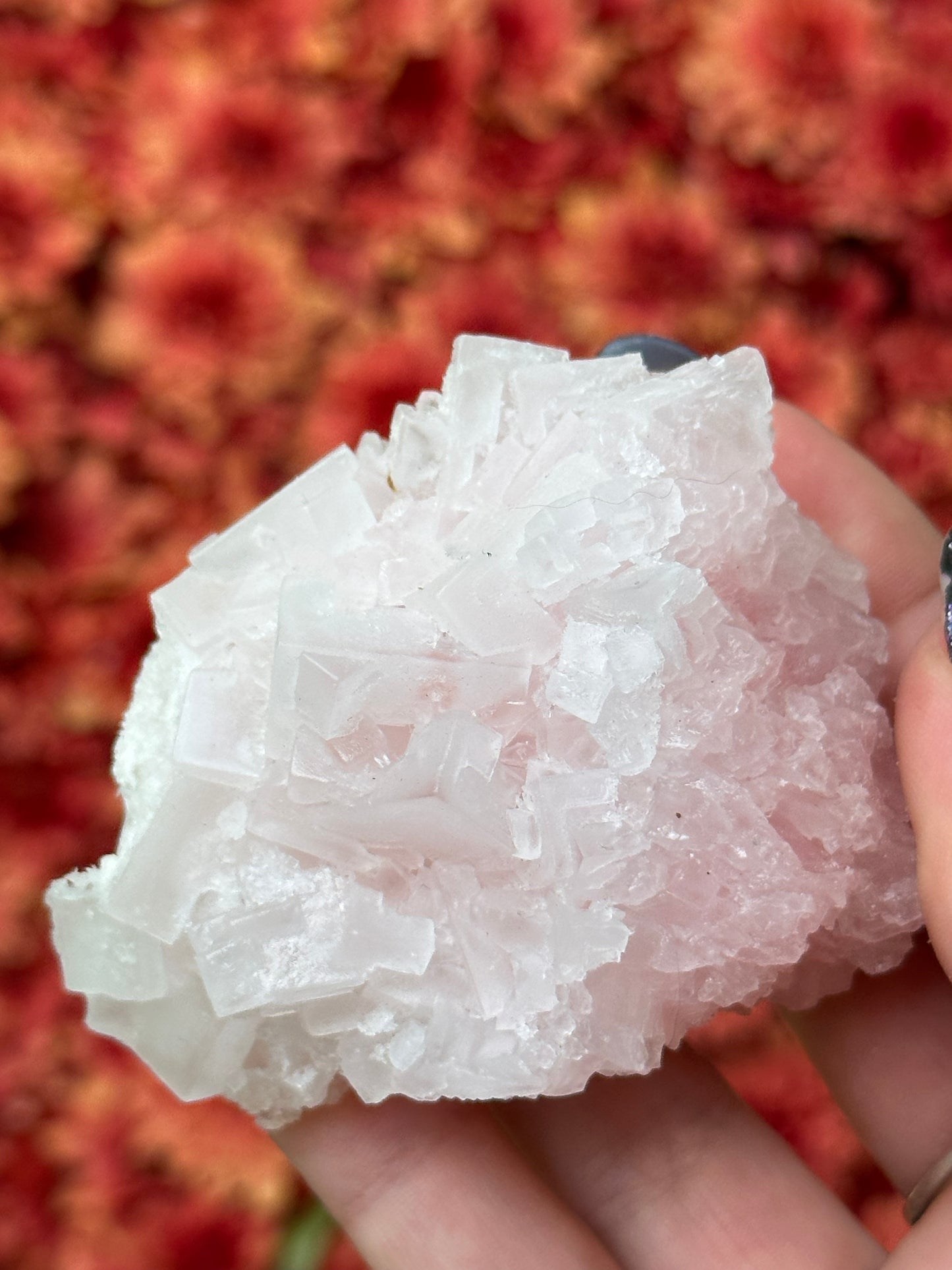 Pink Halite