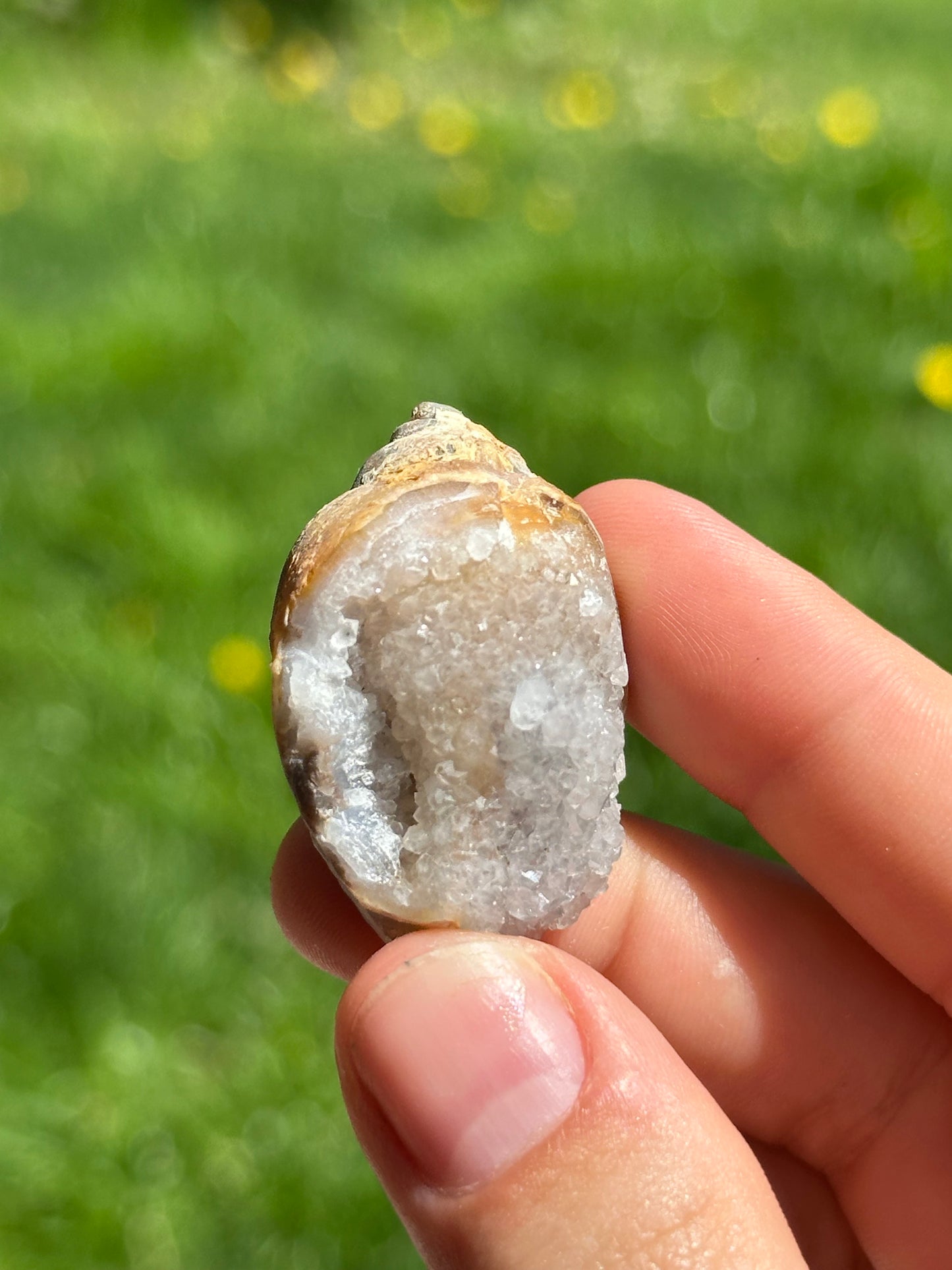 Crystallized shell | India