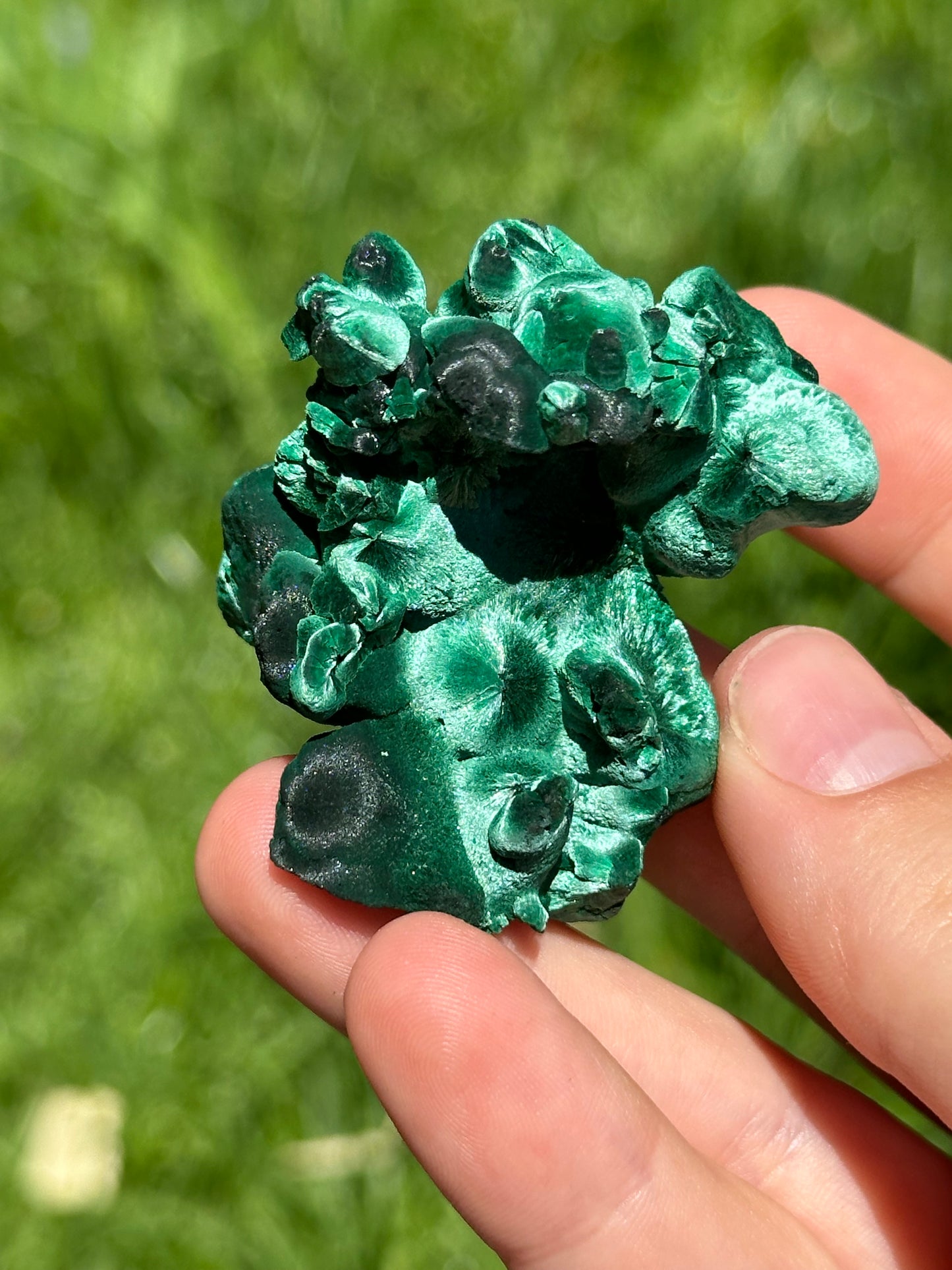 Velvet malachite