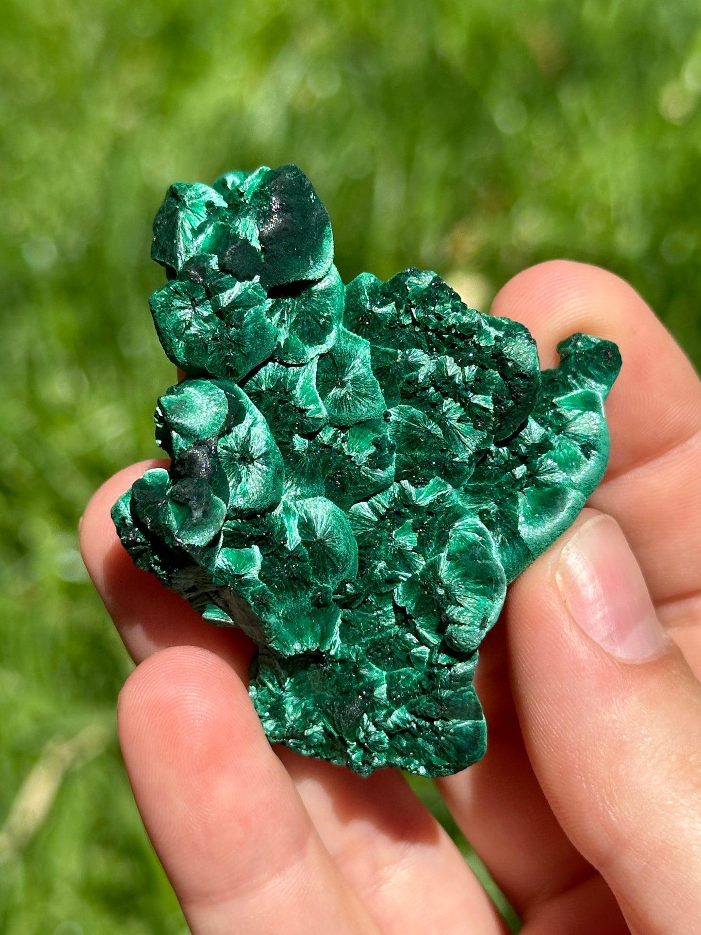 Velvet malachite