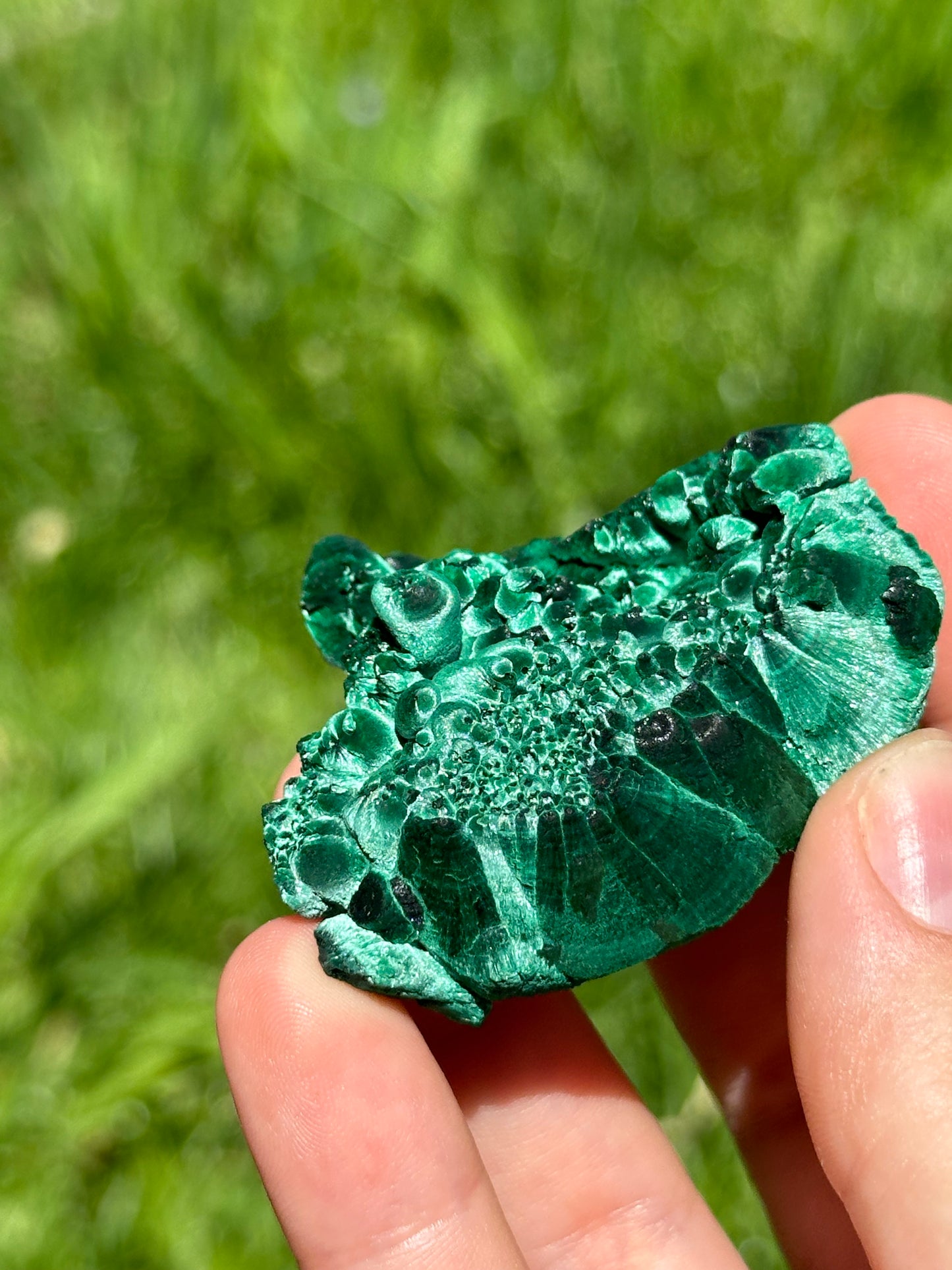 Velvet malachite