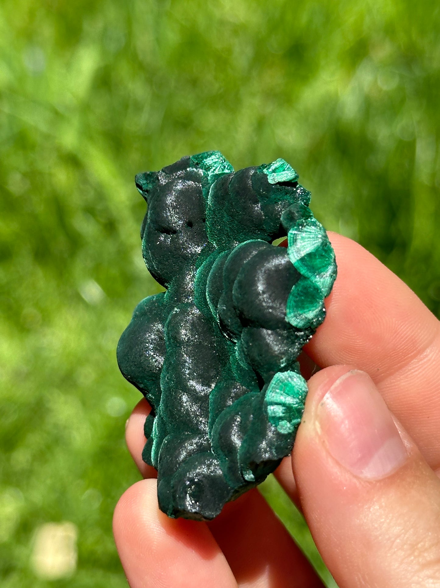 Velvet malachite