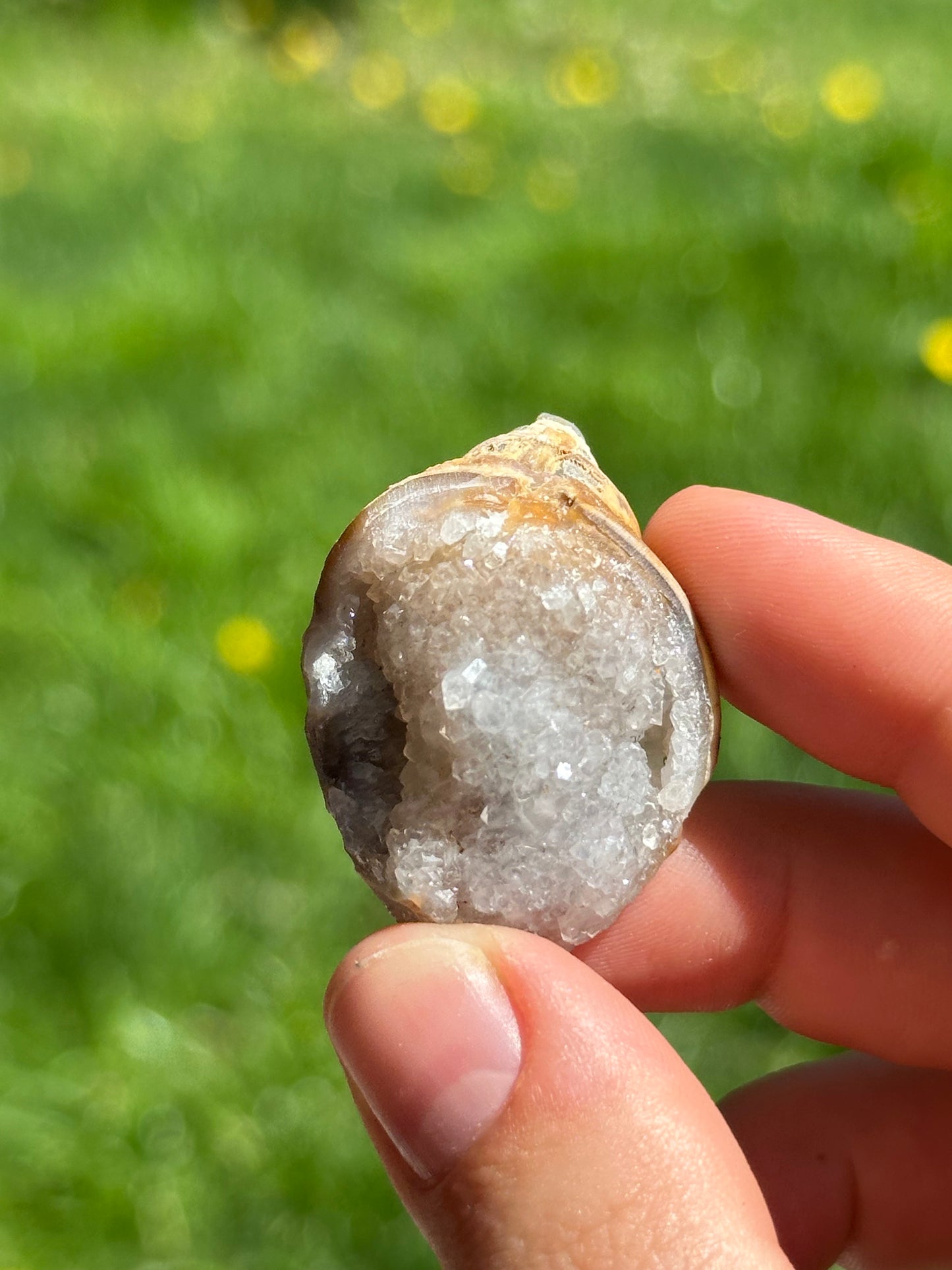 Crystallized shell | India
