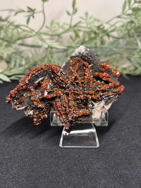 Vanadinite on black barite- Morocco