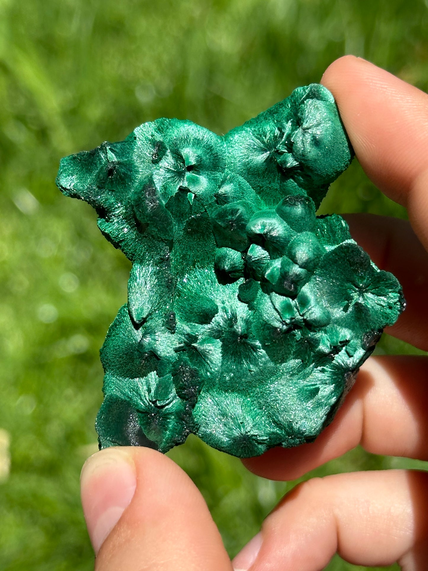 Velvet malachite