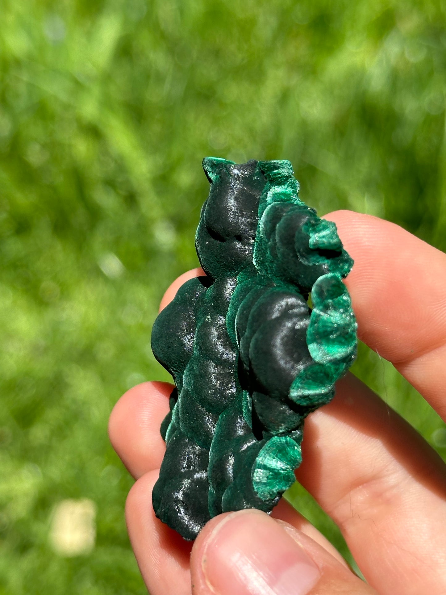 Velvet malachite