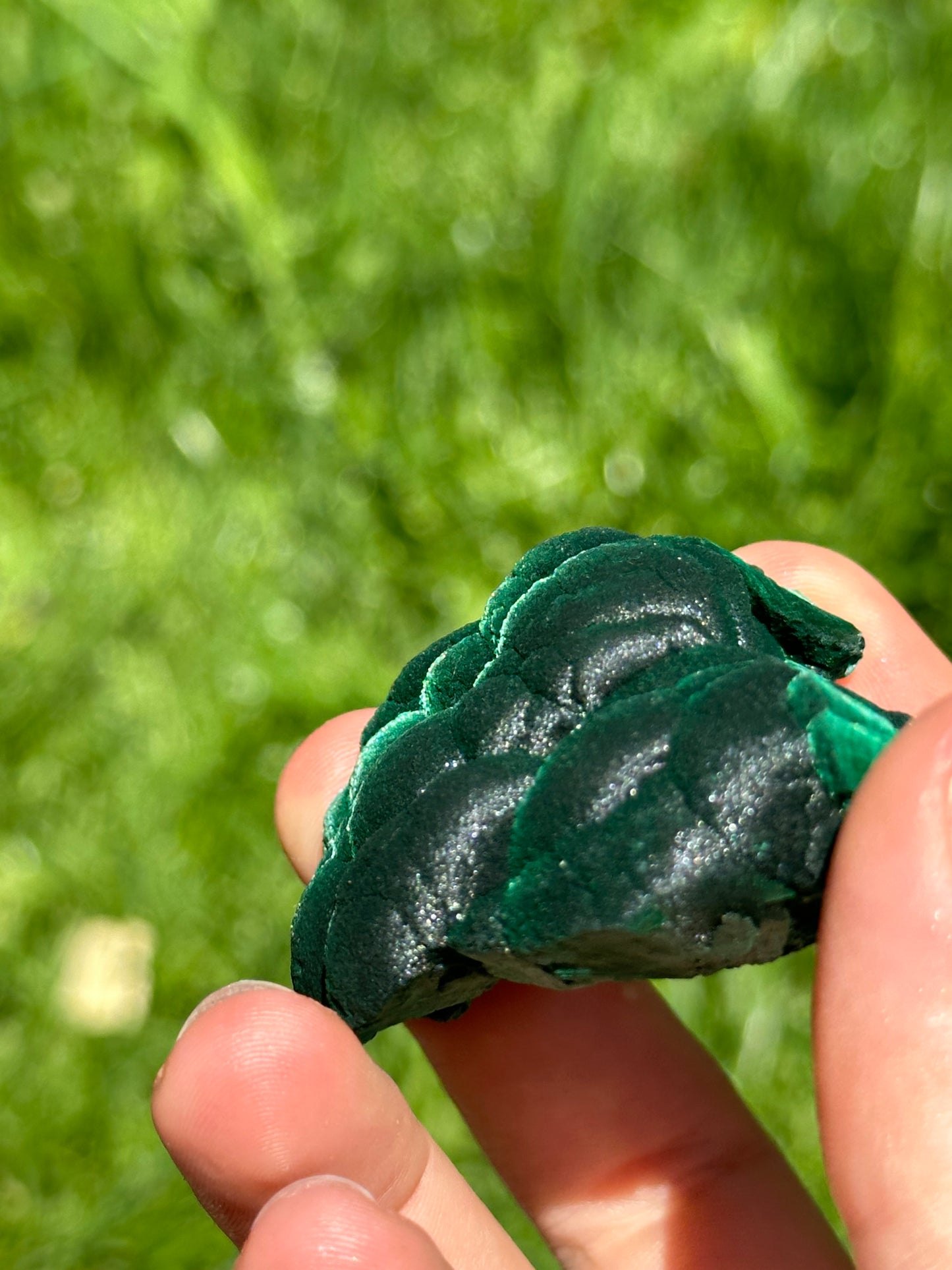 Velvet malachite