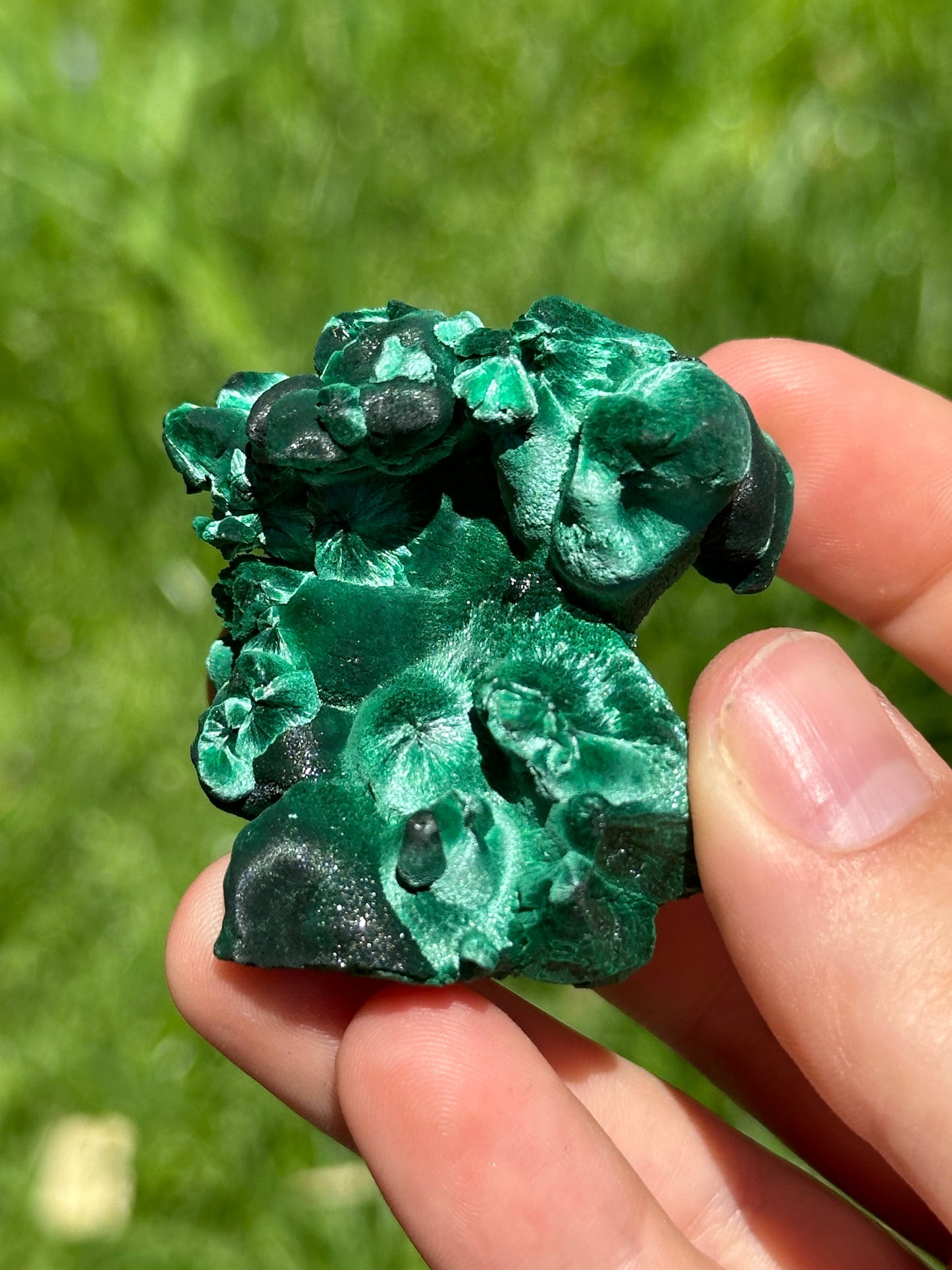 Velvet malachite