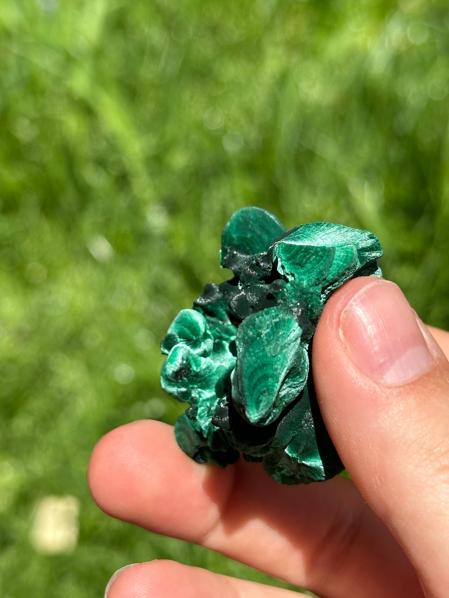 Velvet malachite