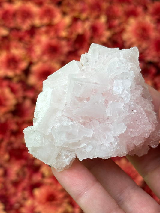 Pink Halite