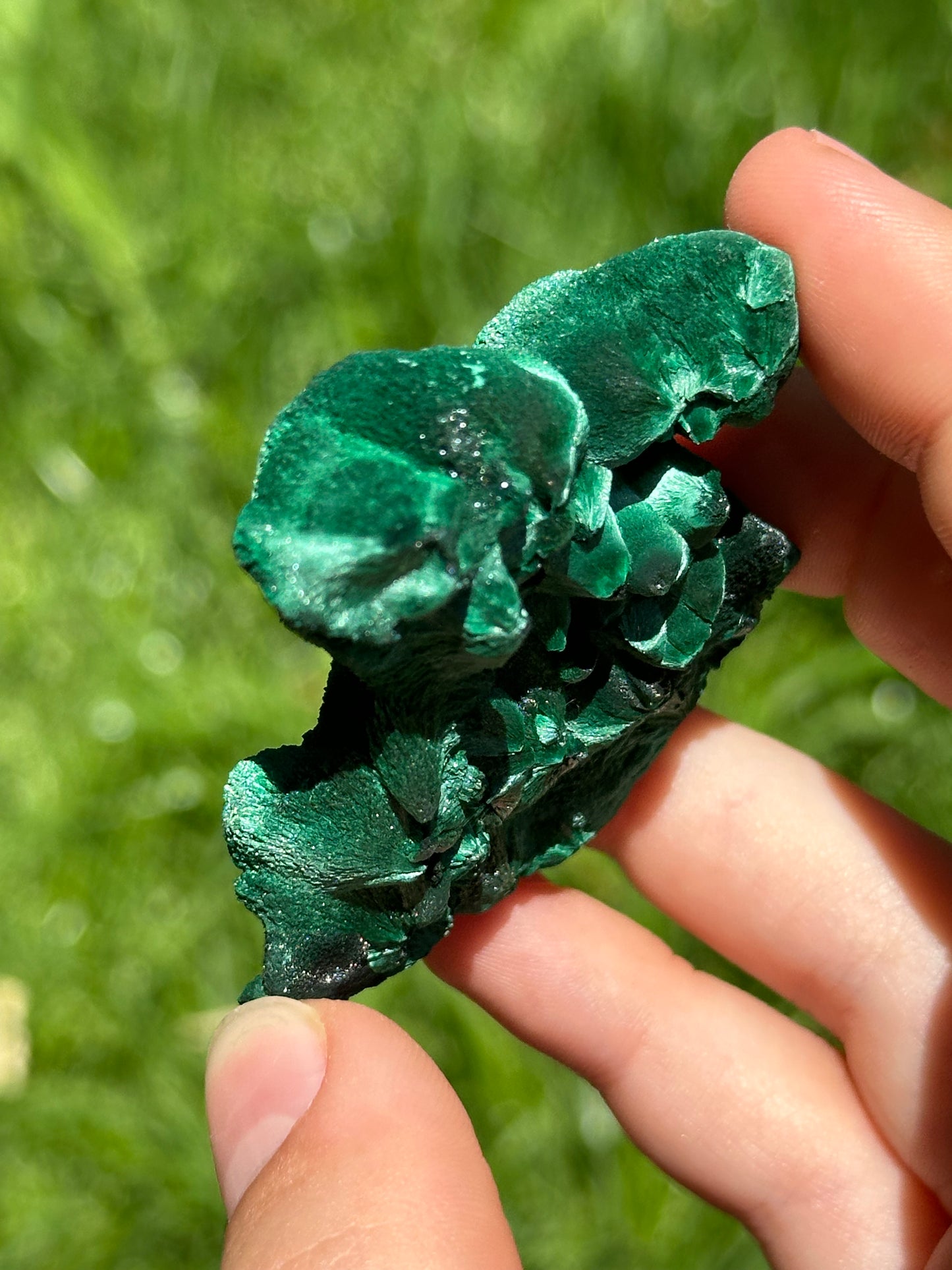 Velvet malachite