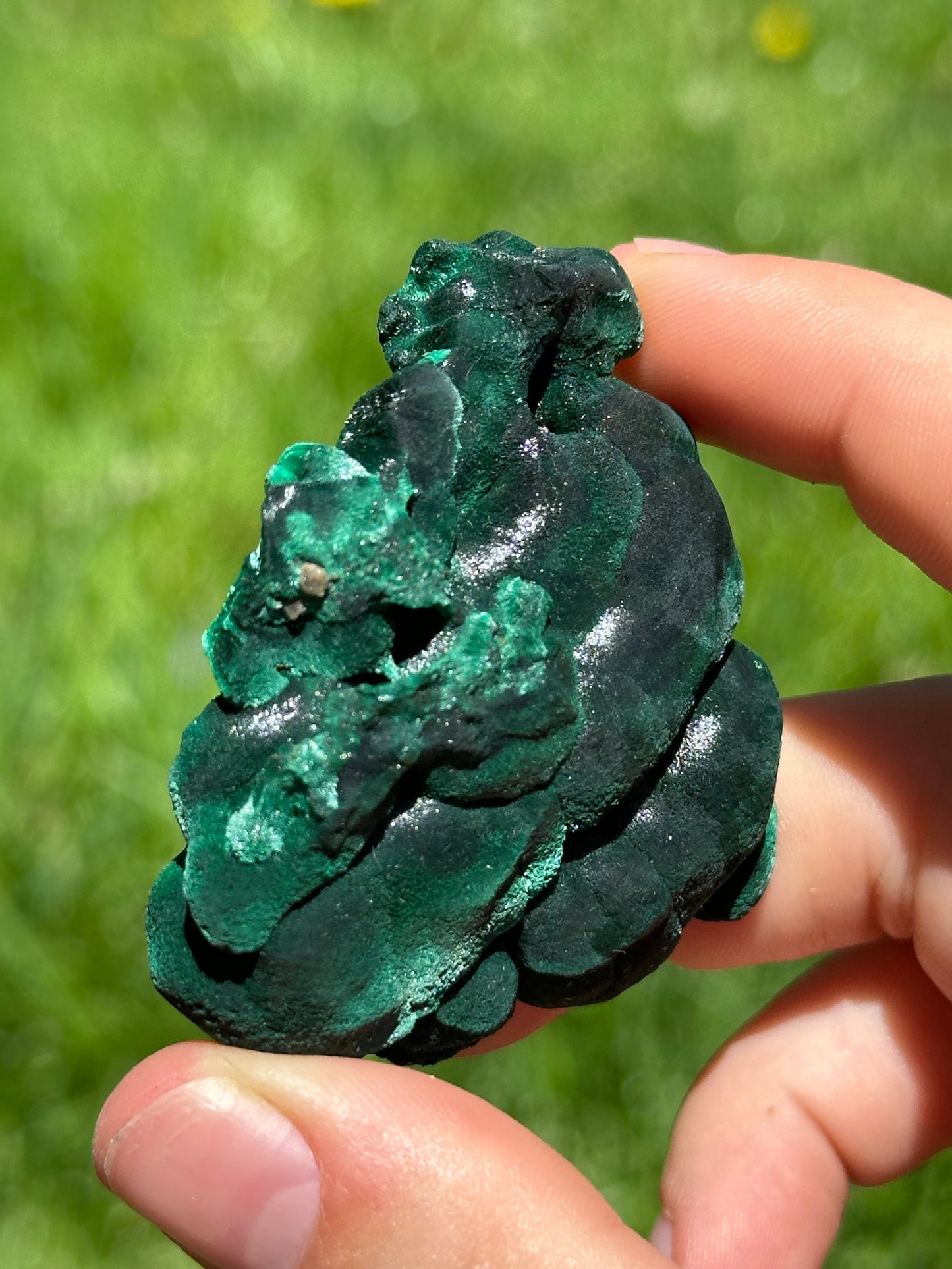 Velvet malachite