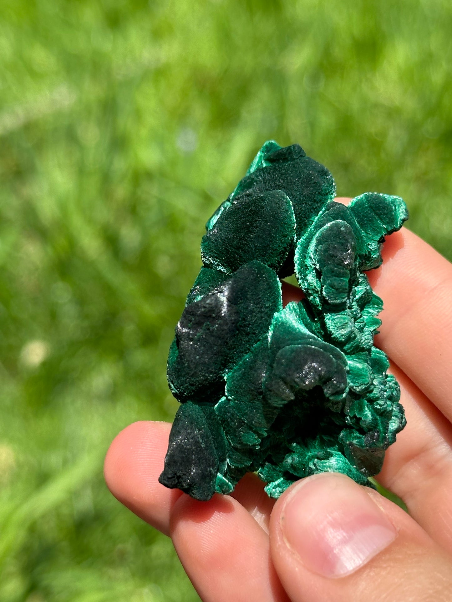 Velvet malachite