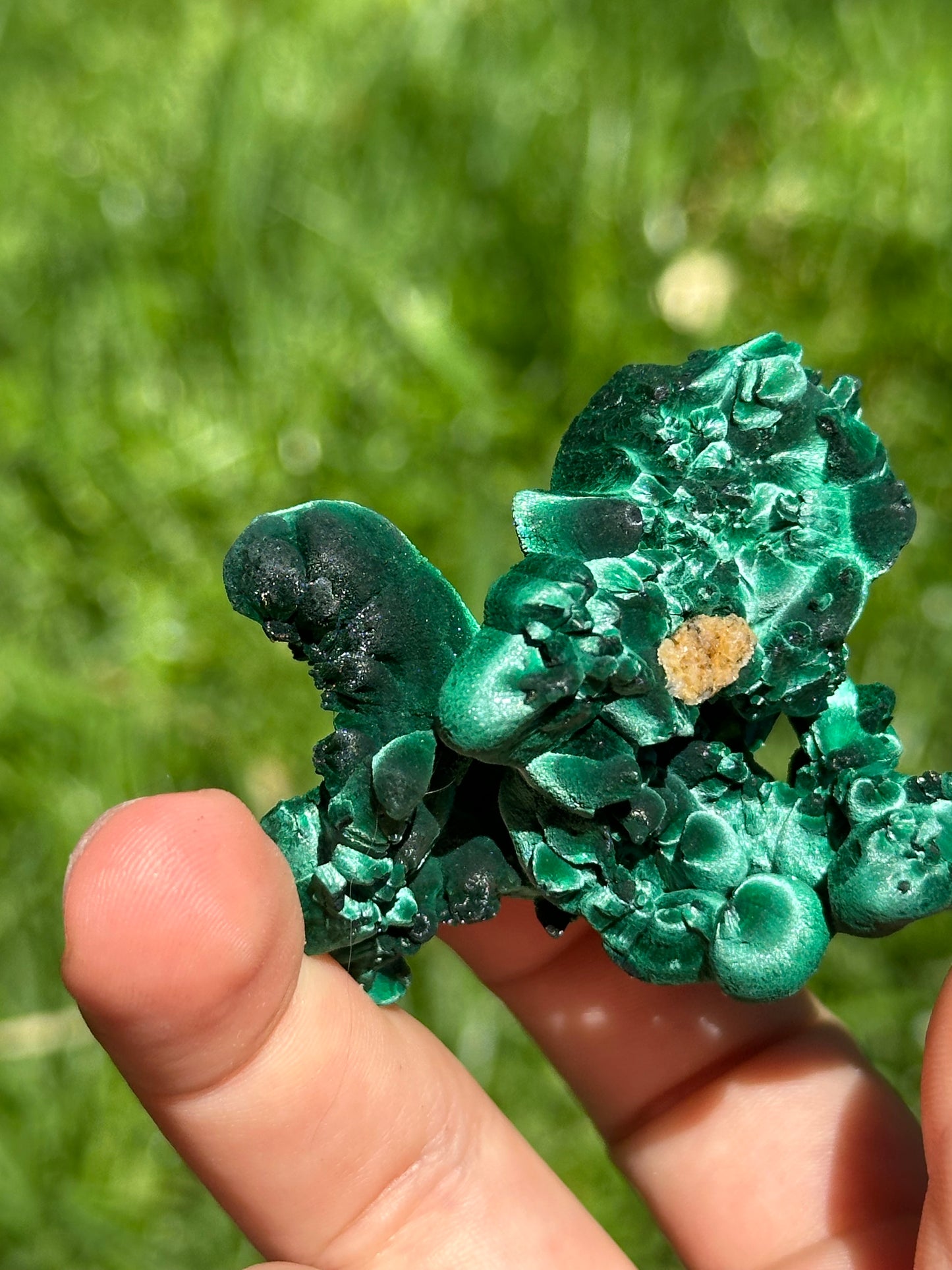 Velvet malachite