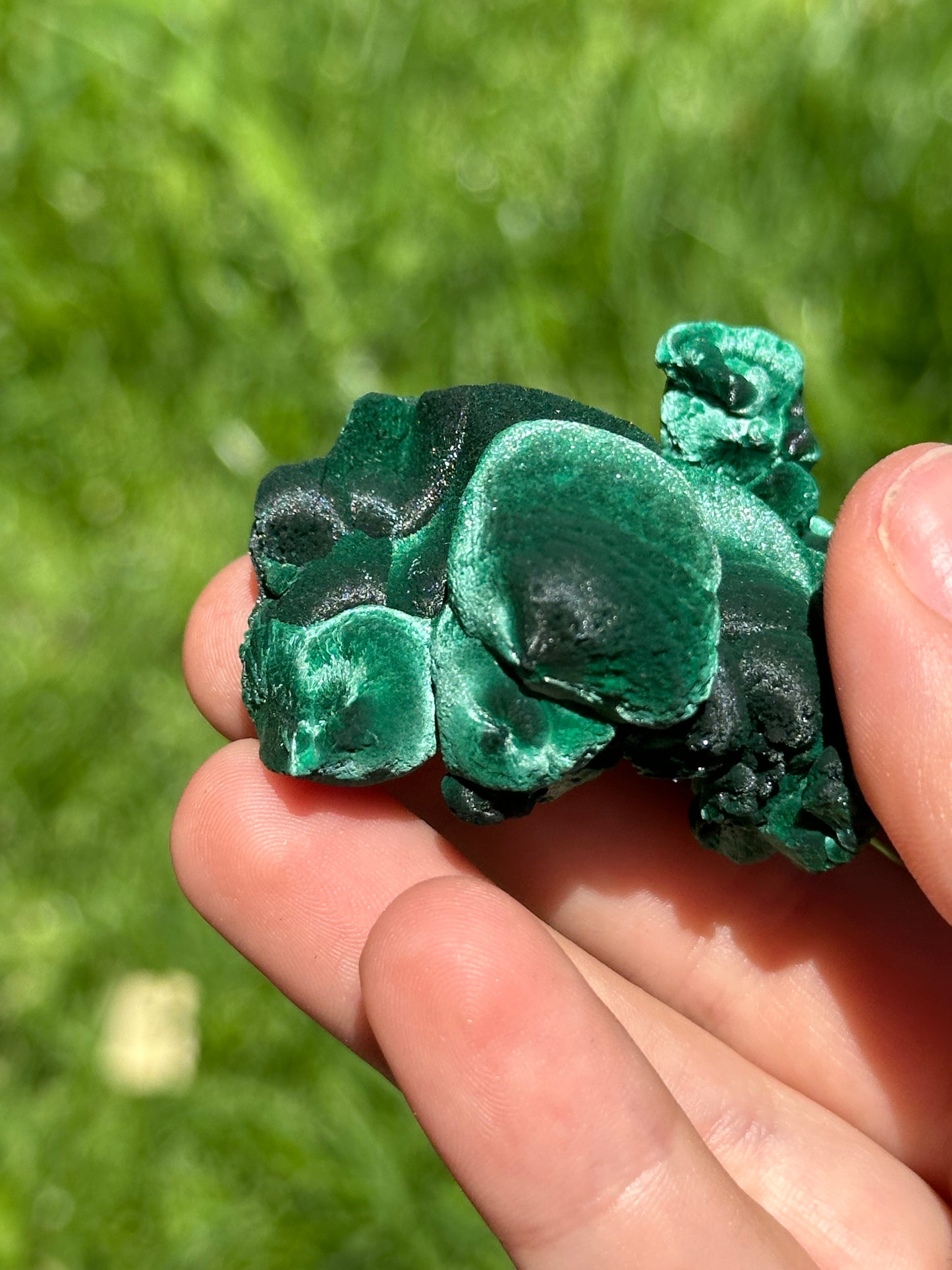 Velvet malachite