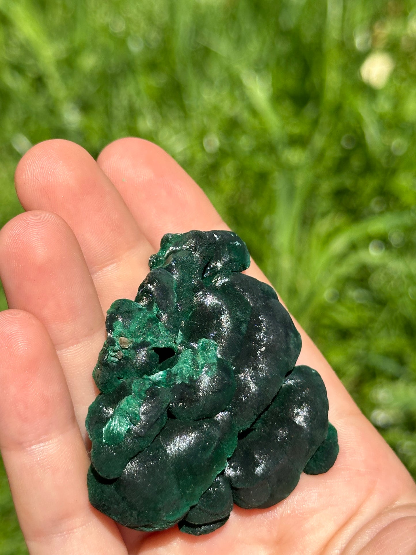 Velvet malachite