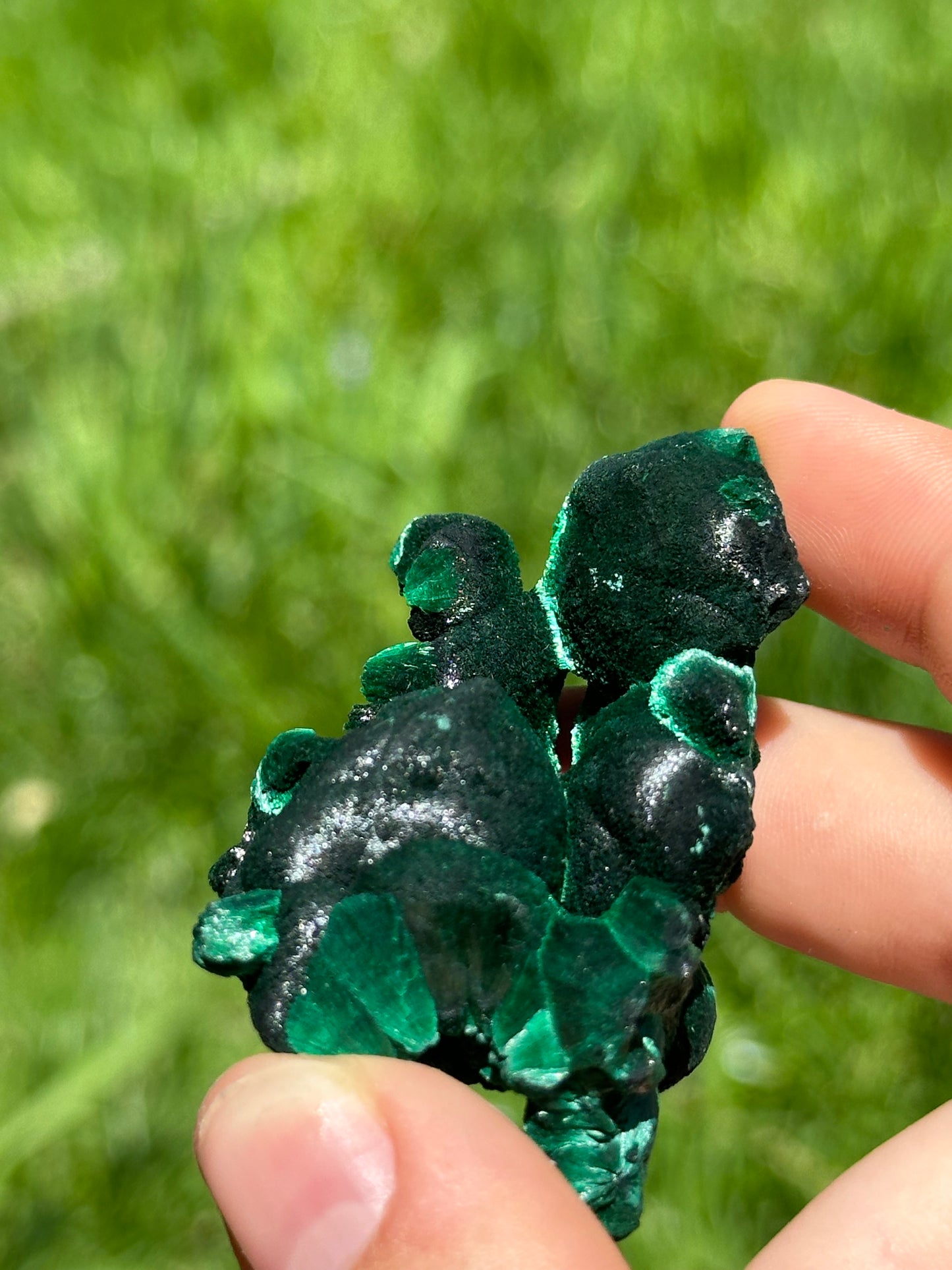 Velvet malachite