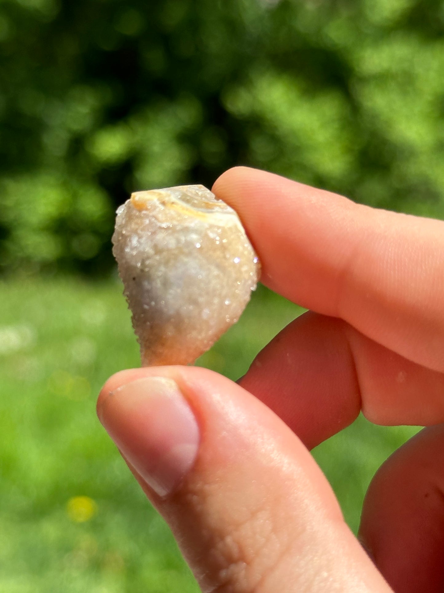 Crystallized shell | India