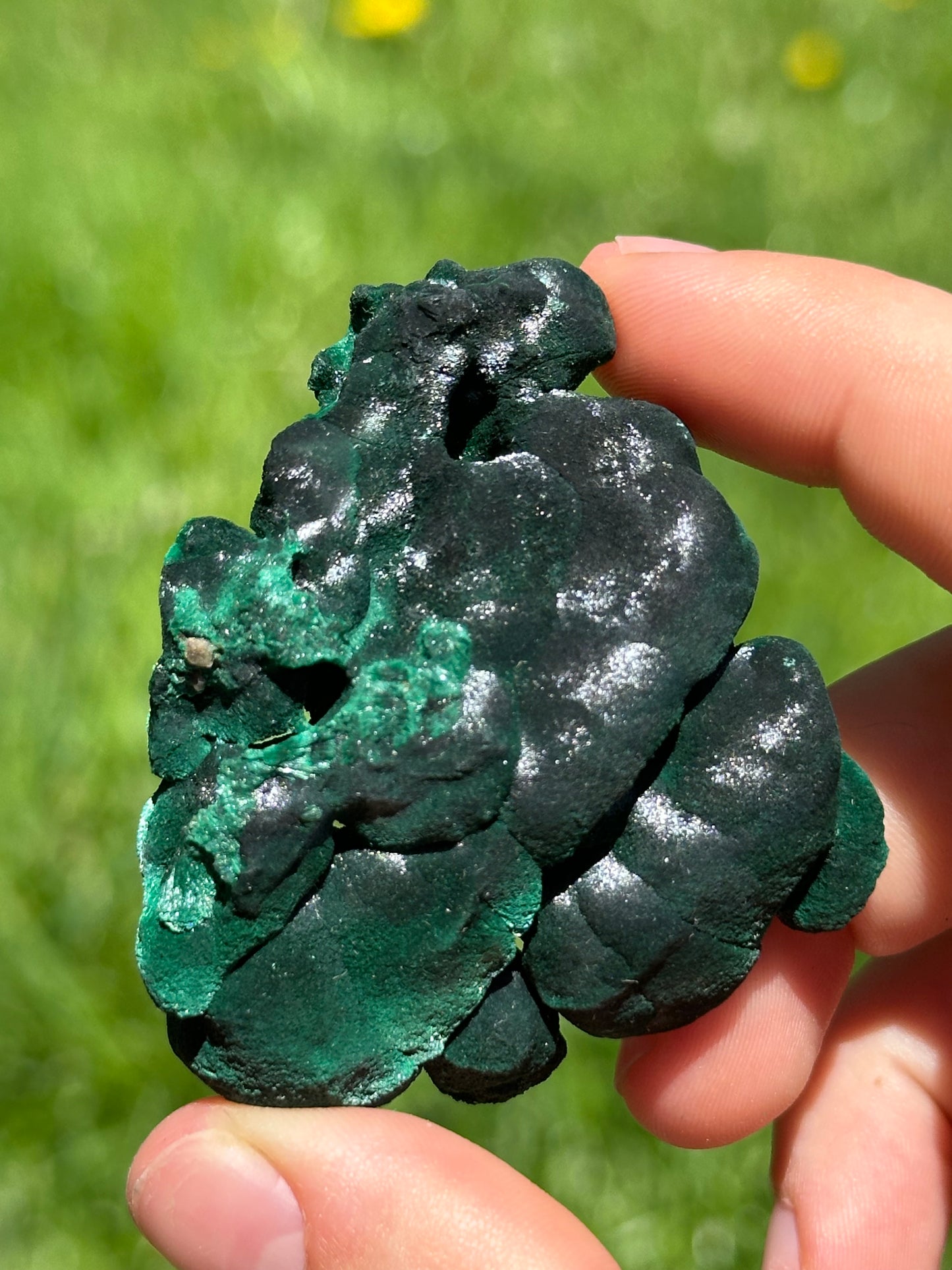 Velvet malachite