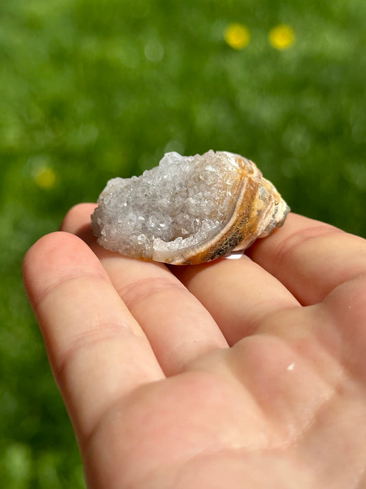 Crystallized shell | India