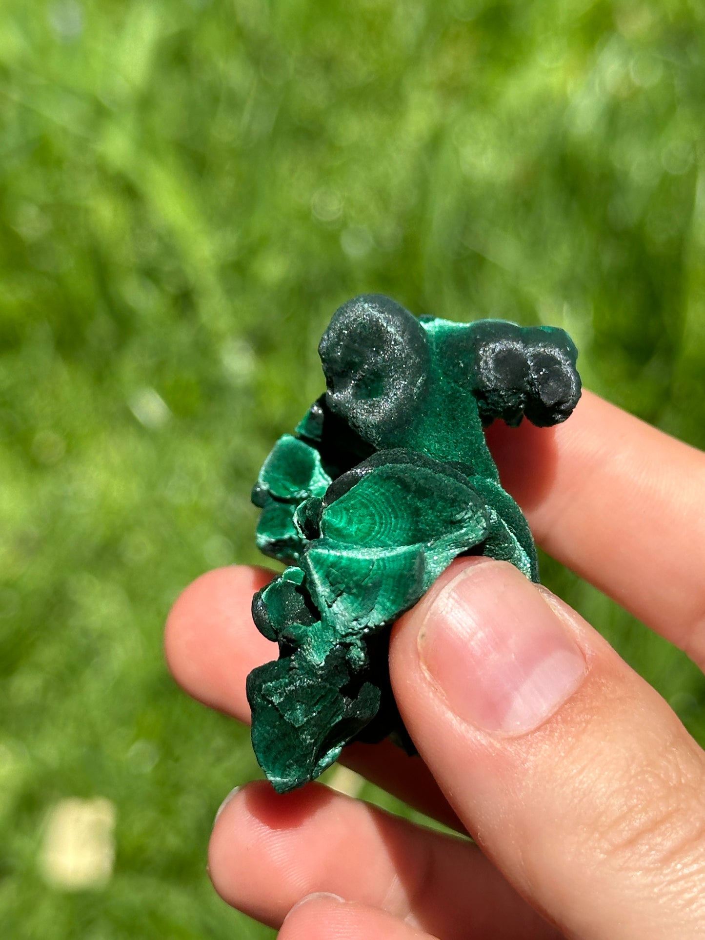 Velvet malachite