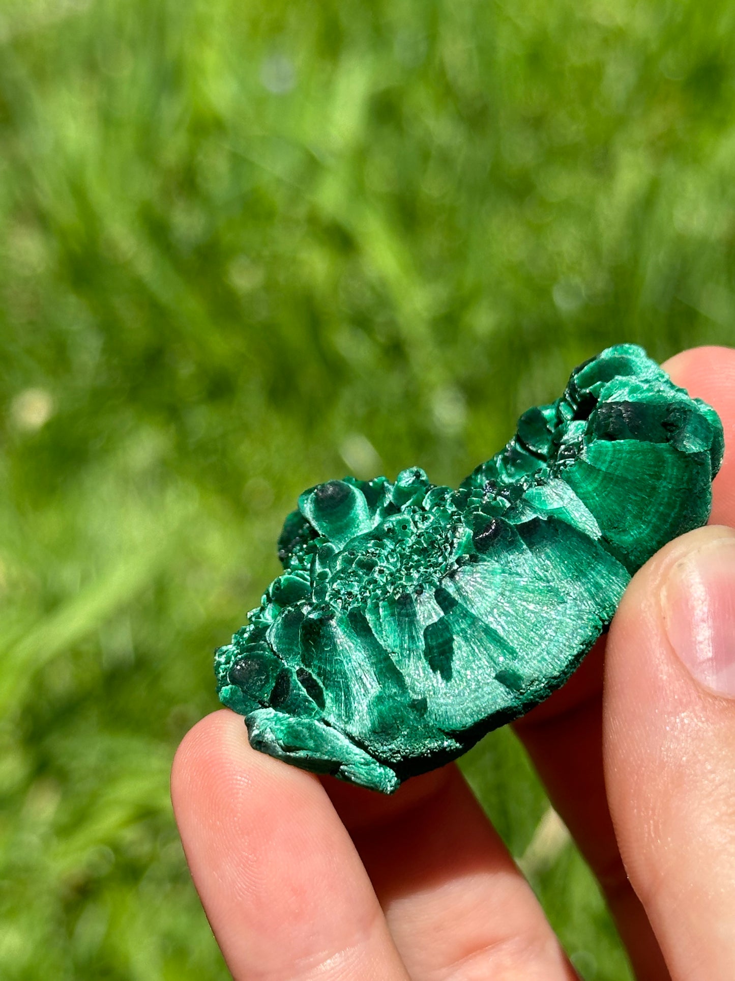 Velvet malachite