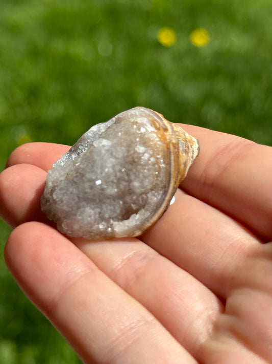 Crystallized shell | India