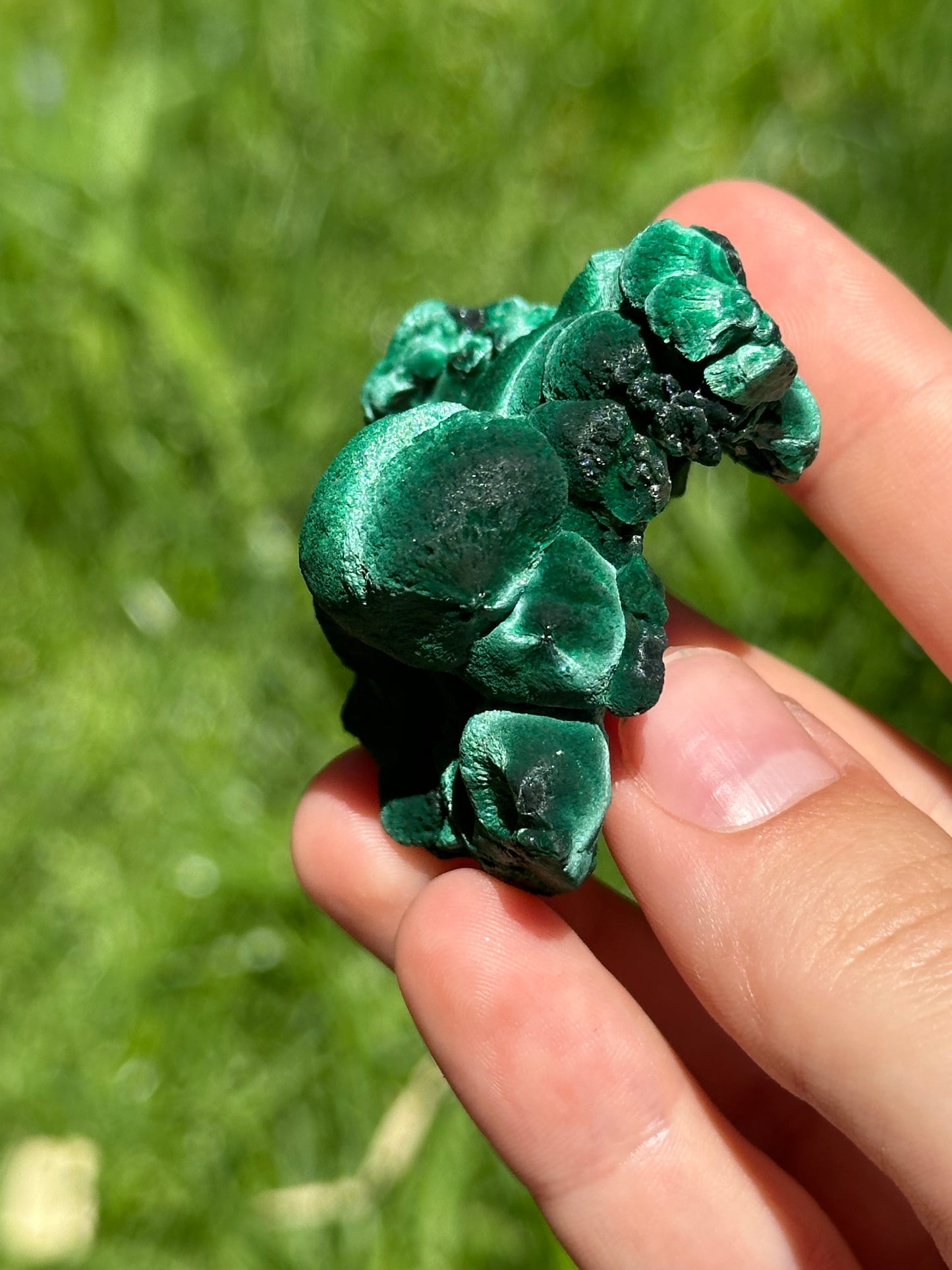 Velvet malachite