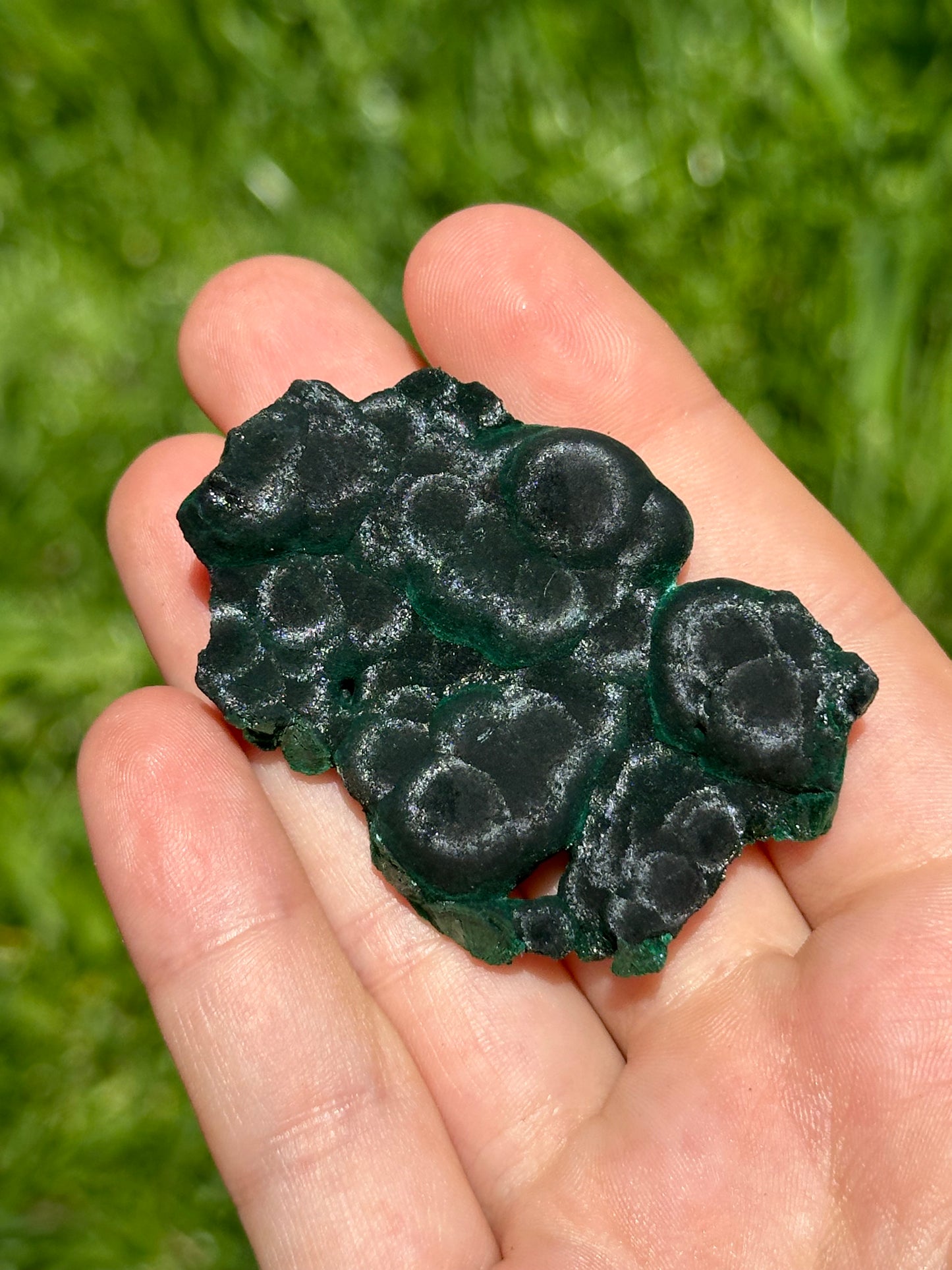 Velvet malachite