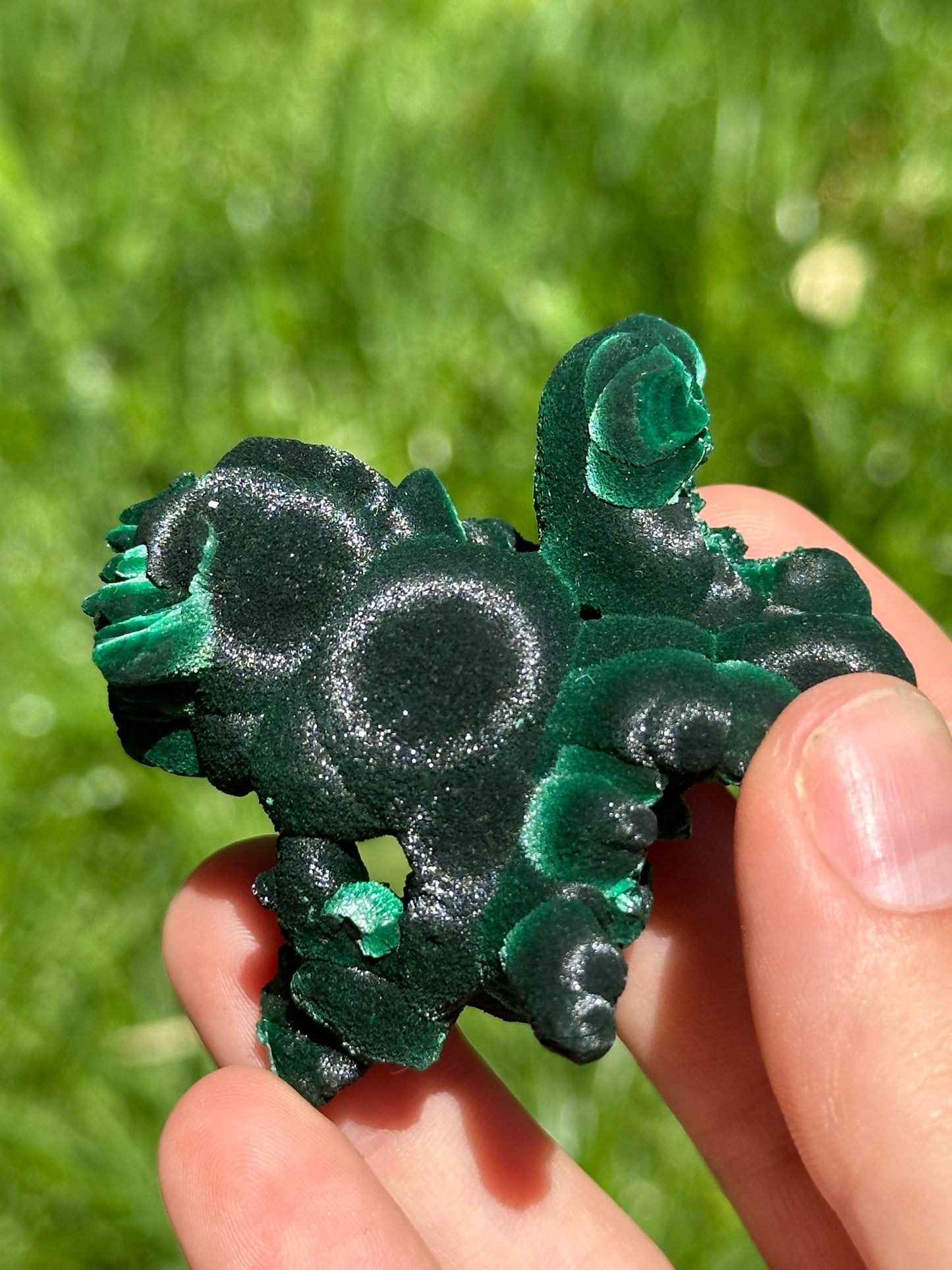 Velvet malachite