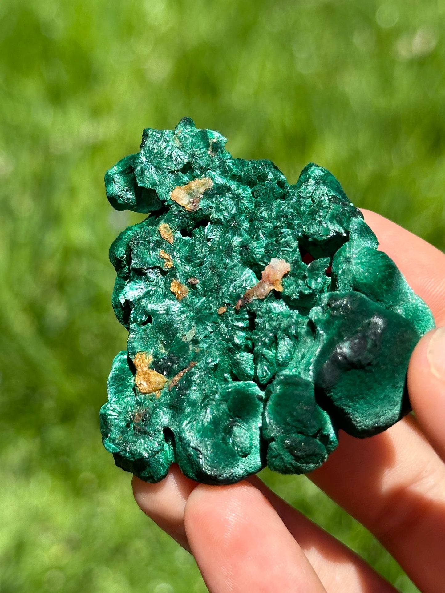 Velvet malachite