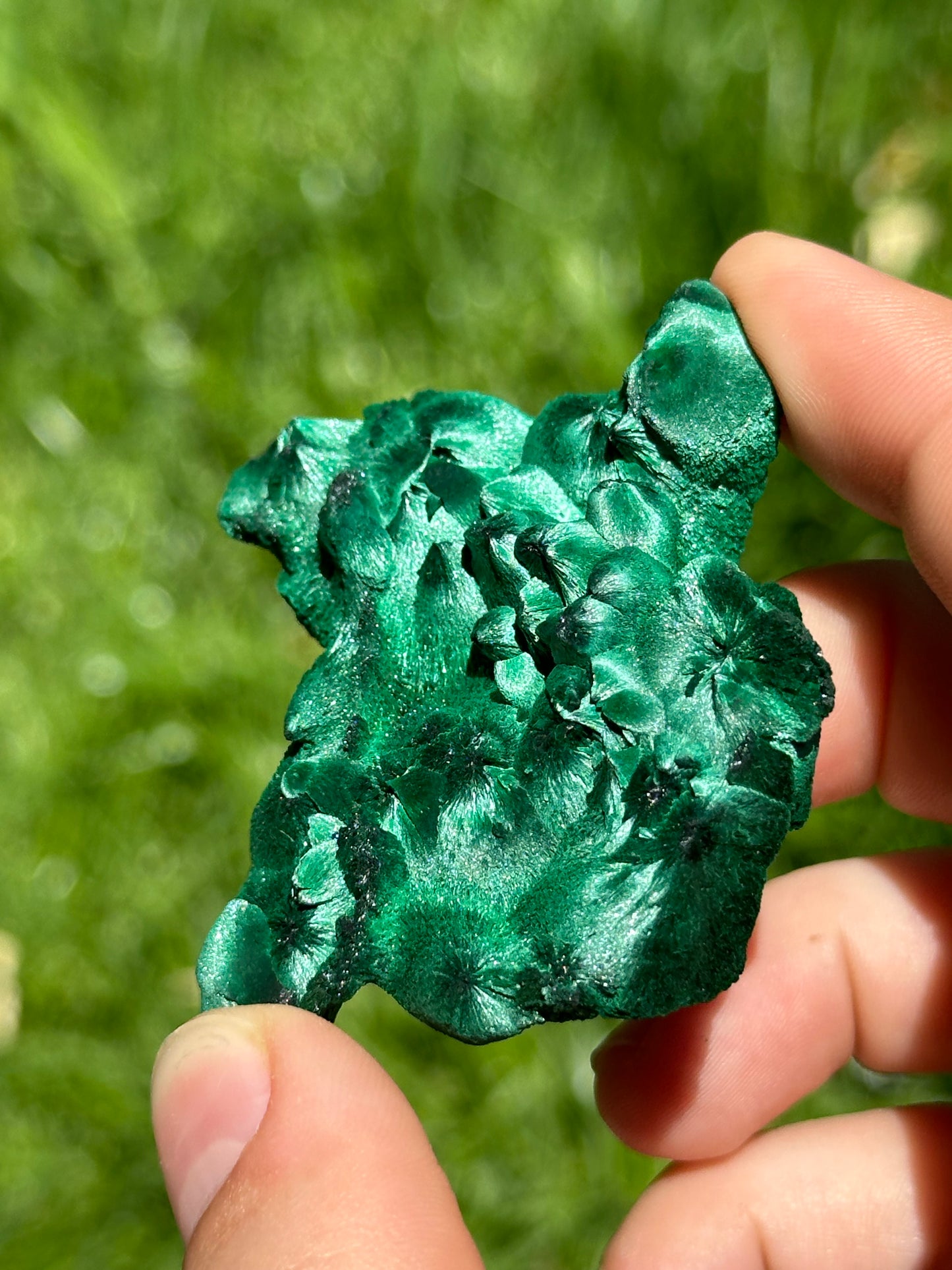 Velvet malachite