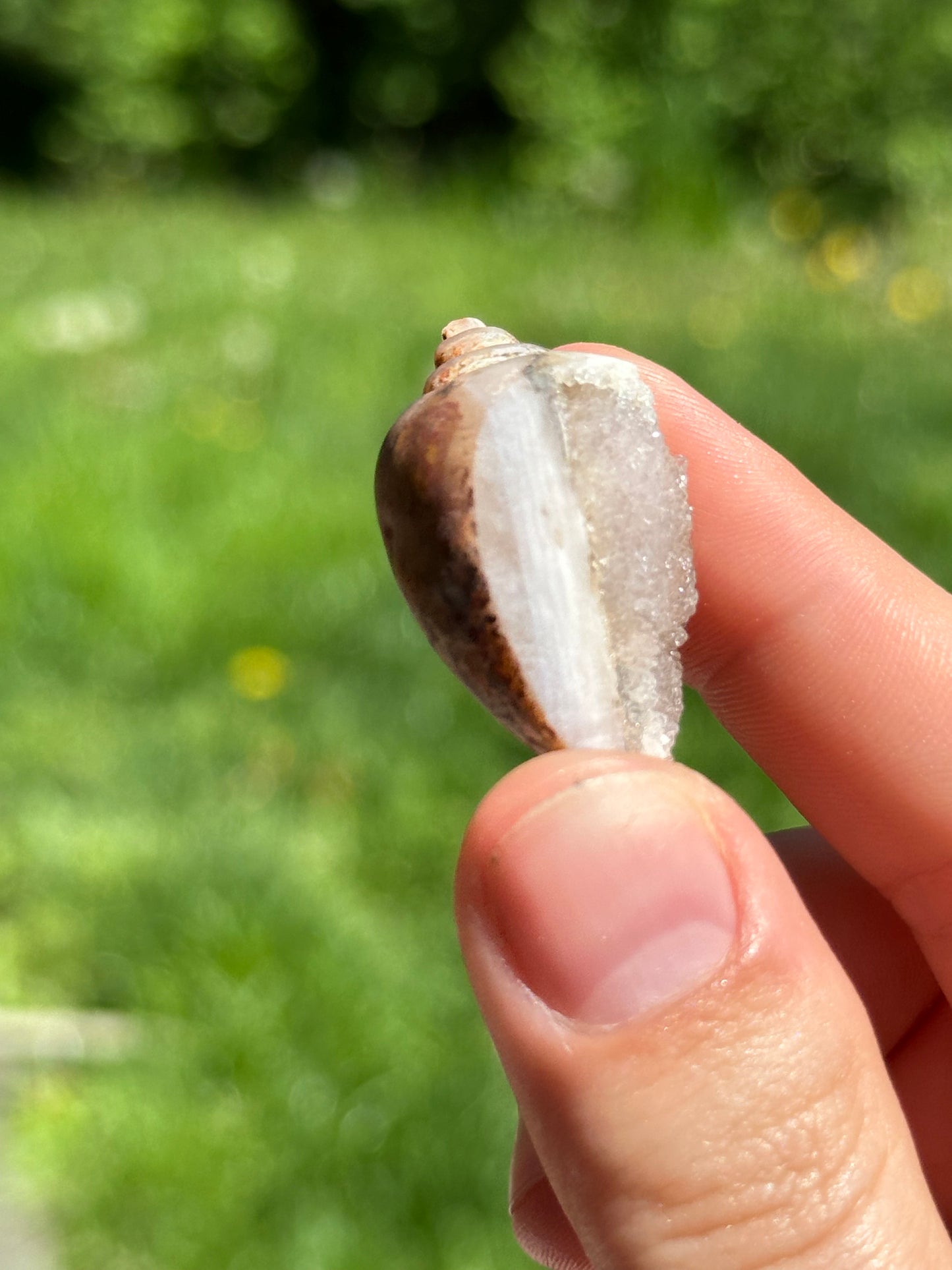 Crystallized shell | India
