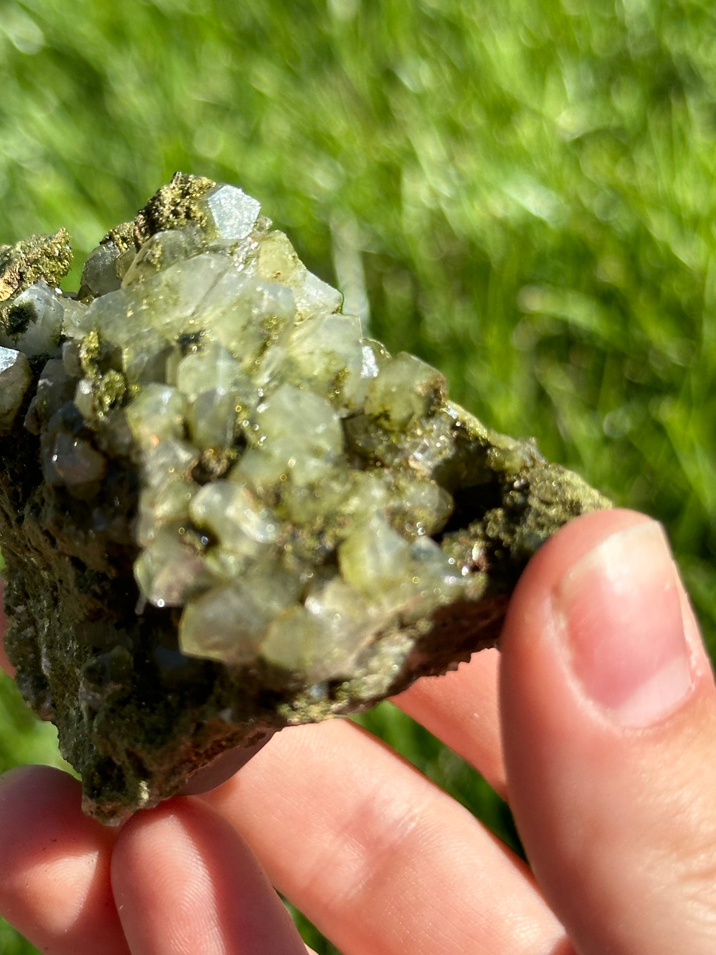 Forest epidote