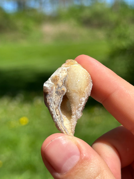 Crystallized shell | India