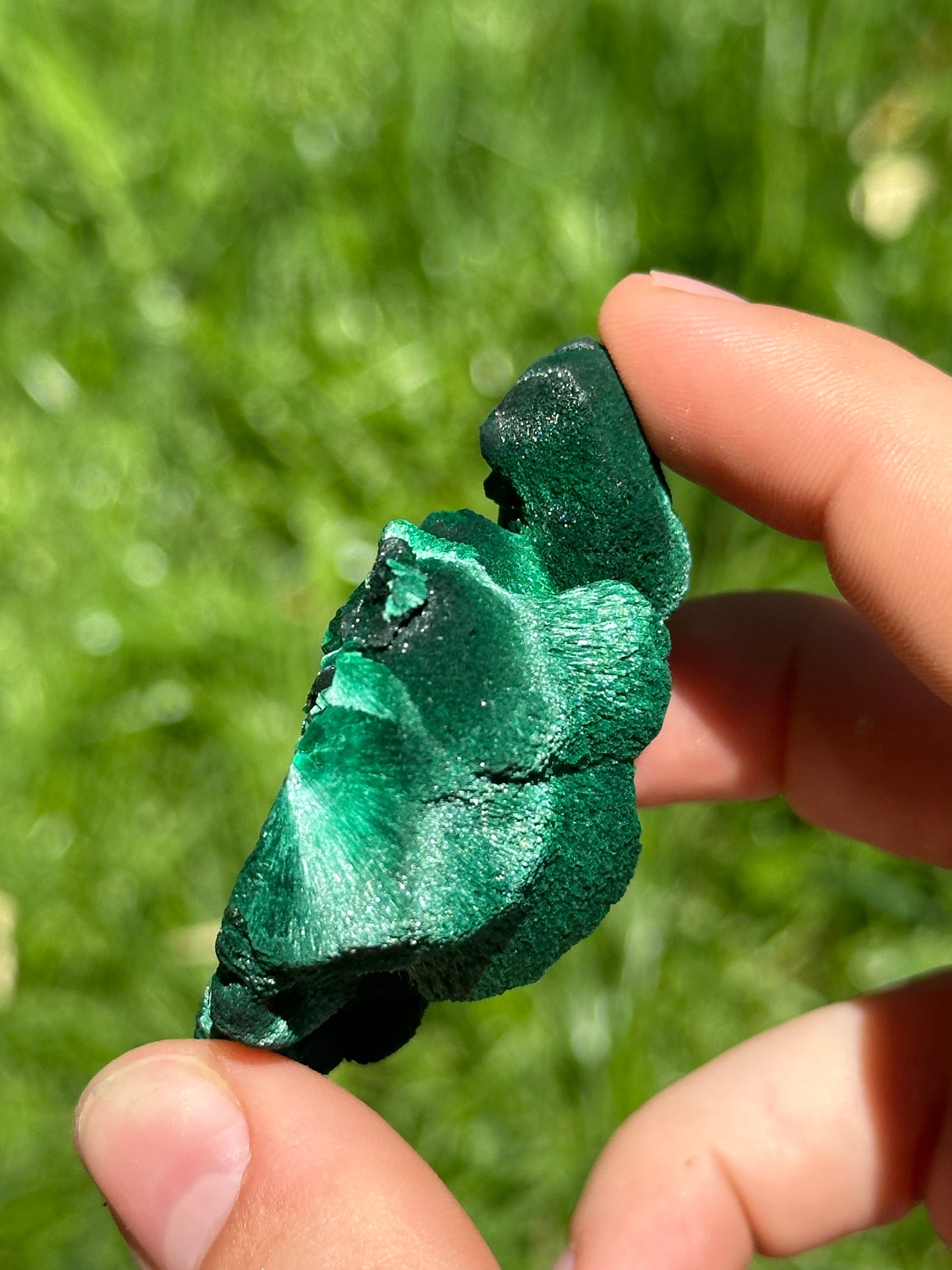 Velvet malachite